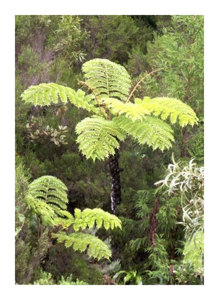 Cyathea glauca - Soft Tree Fern - 100 Seeds