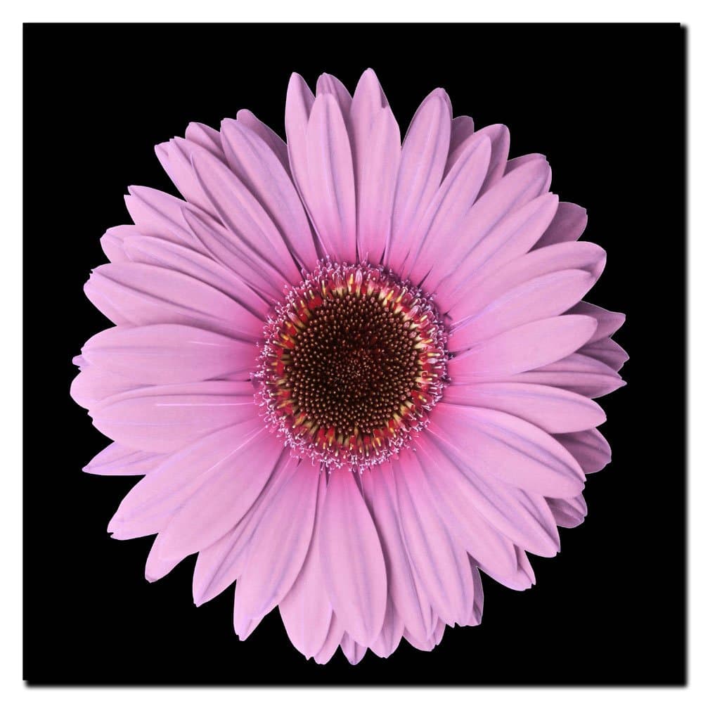 Trademark Art Pink Gerber Daisy Canvas Art, 14 by 14-Inch