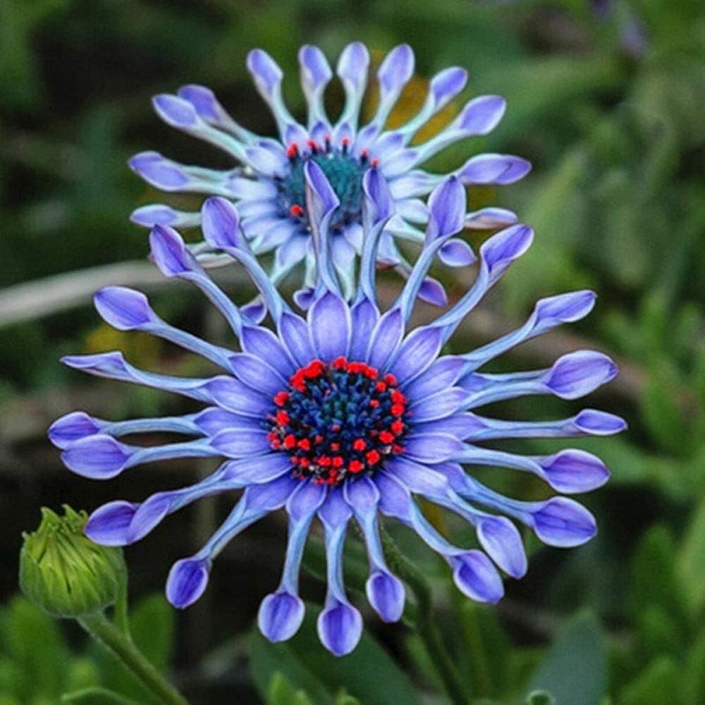 Rare Blue Daisy Flowers Seeds - 150+ Blue Daisy Seeds for Planting Non-GMO Perennial Garden Flower Plants Seeds