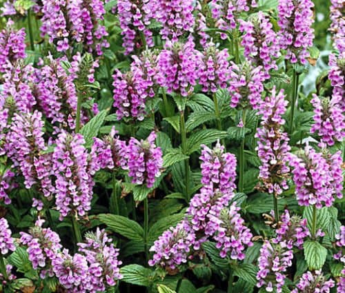 Catmint Pink CAT Nepeta Nervosa - 150 Bulk Seeds