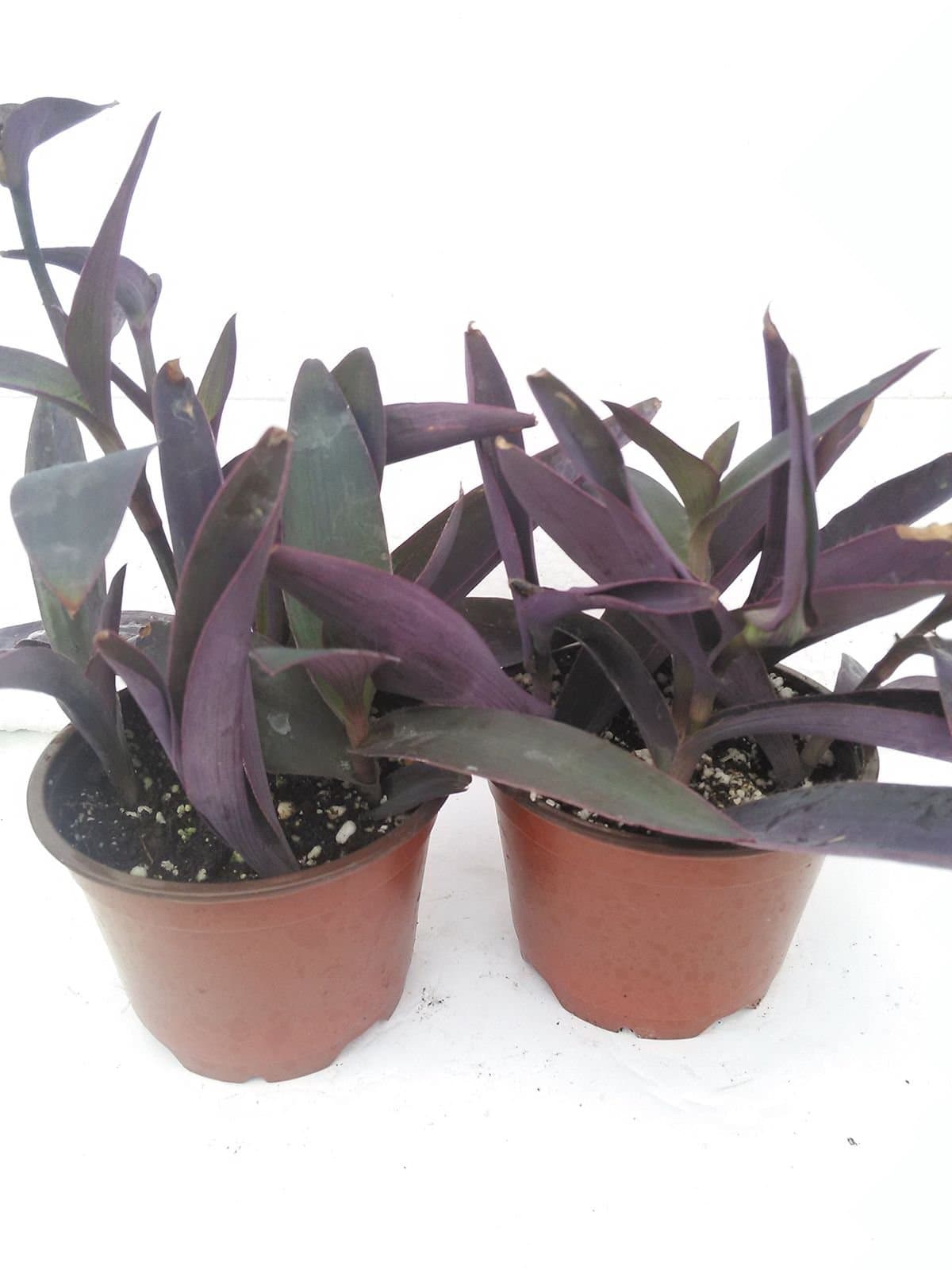 Two Purple Heart Live Plants Setcreasea Indoors or Out Easy 4"Pot Garden Plant