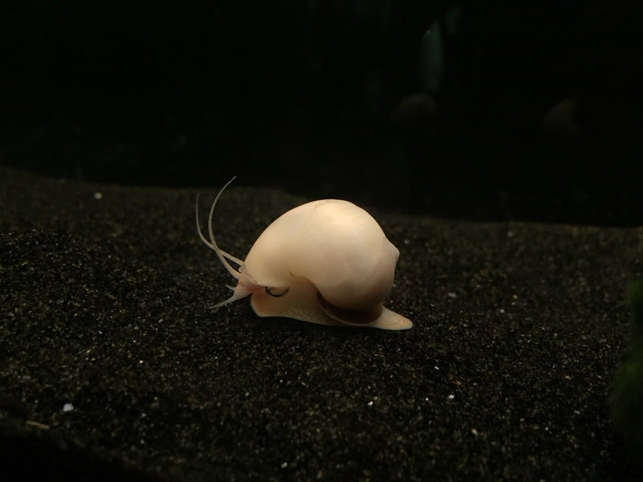 Imperial Tropicals 8 Ivory Mystery Snails (Over 1/2"-1") - Pomecea bridgesii - Great Algae Eating Tank Cleaners! USA Born and Raised!