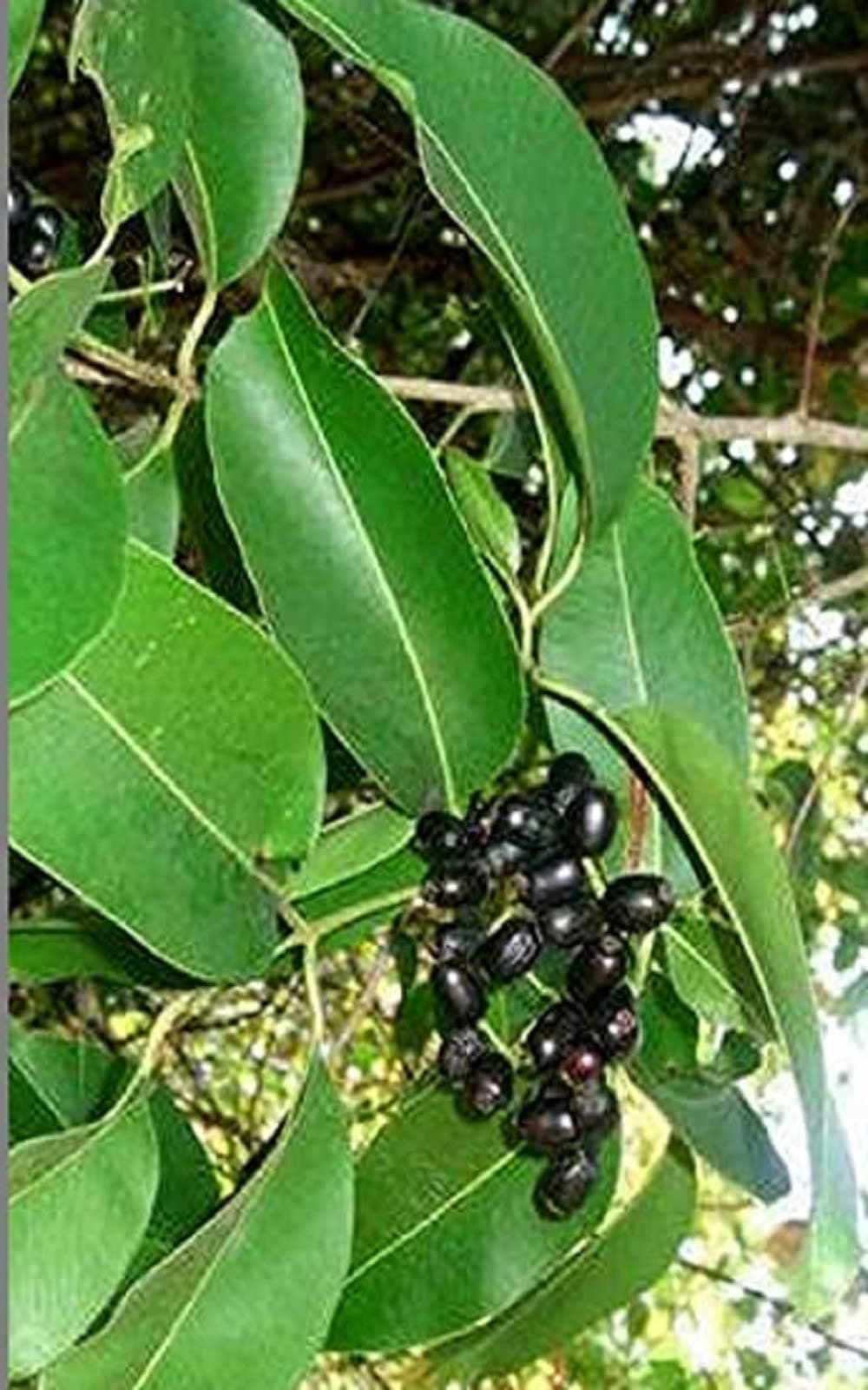 Green Organic Black plum Jamun Tree Leaves Fresh jamun Ke Patte Natural Leaf 200Gram