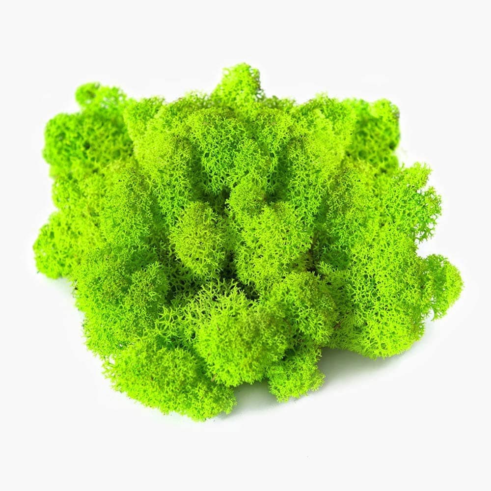 Stardom Kaveno Reindeer Moss Preserved, Green Moss for Fairy Gardens, Terrariums, Any Craft or Floral Project or Wedding Other Arts (Chartreuse, 3OZ)