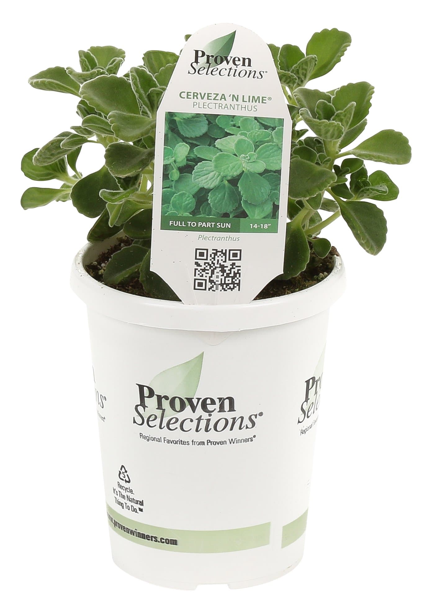 Proven Selections Cerveza 'n Lime (Plectranthus) Live Plant, Green Foliage, 4.25 in. Grande, 4-pack