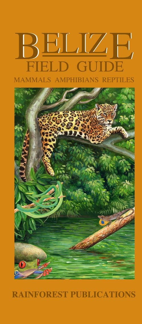 Belize Wildlife Guide - Mammals, Reptiles, Amphibians (Laminated Foldout Pocket Field Guide) (English and Spanish Edition) Pamphlet – January 1, 2012
