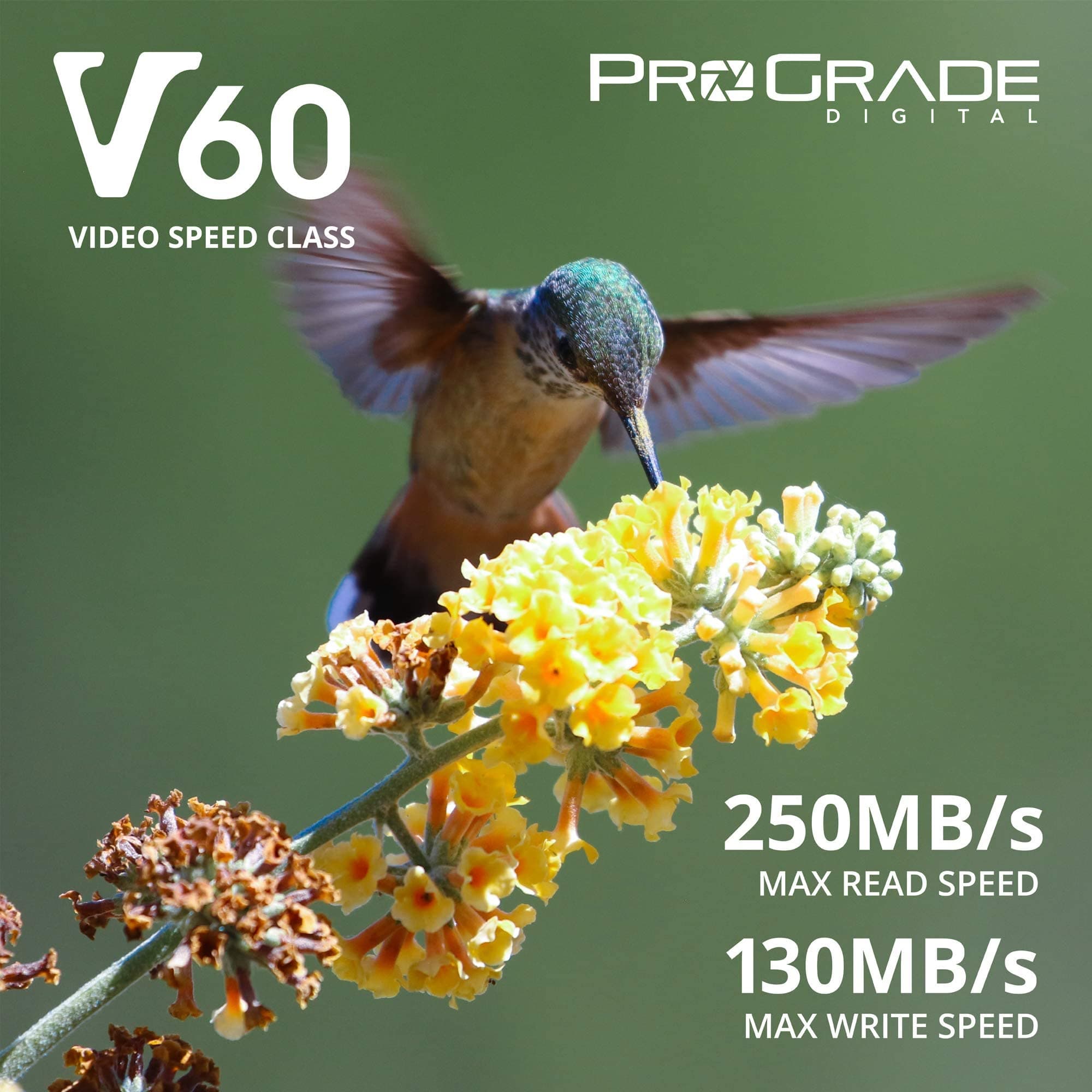 Prograde Digital SD UHS-II Card V60 Max Write Speed 130MB/s and Read Speed 250MB/s for Professional Vloggers, Filmmakers, Photographers, Content Curators with Firmware Update