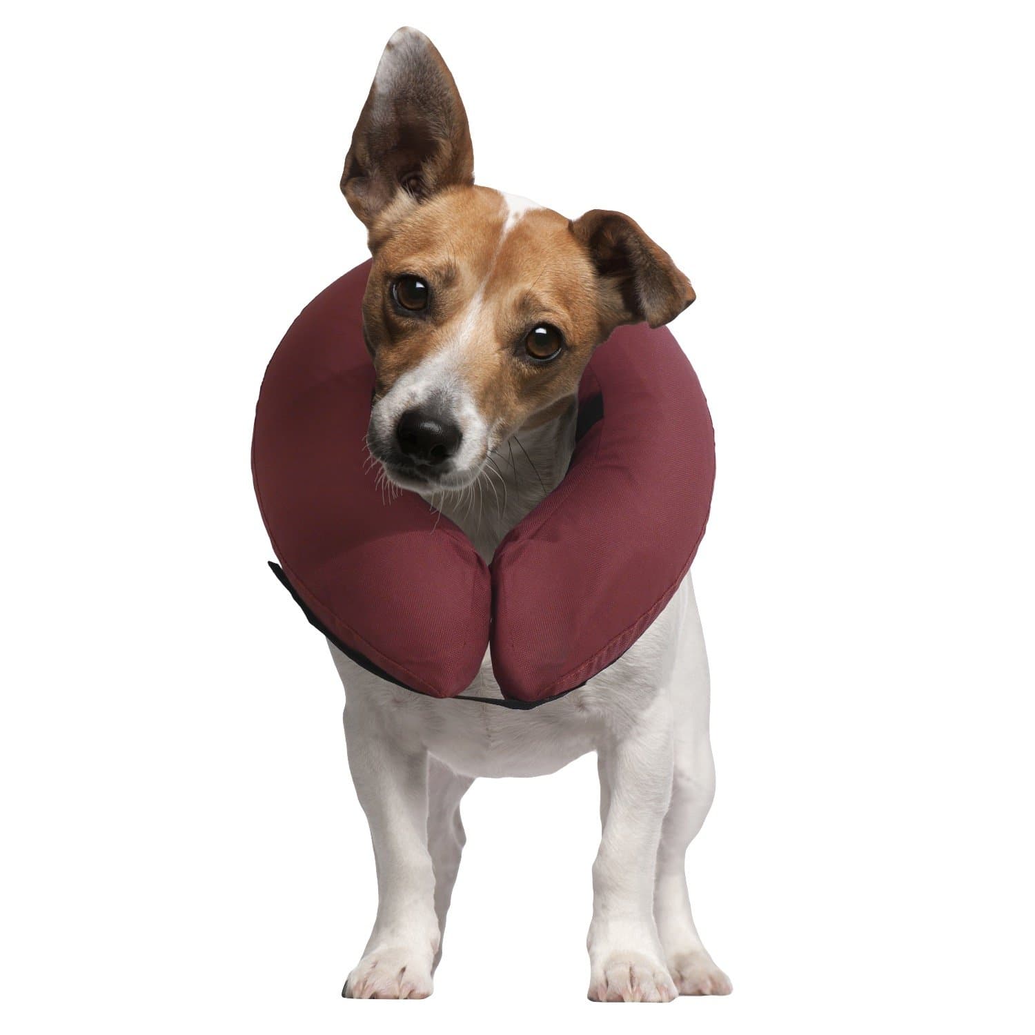 iCollrThe Inflatable Pet Collar for Cats and Dogs in Post Surgery Recovery - SMALL