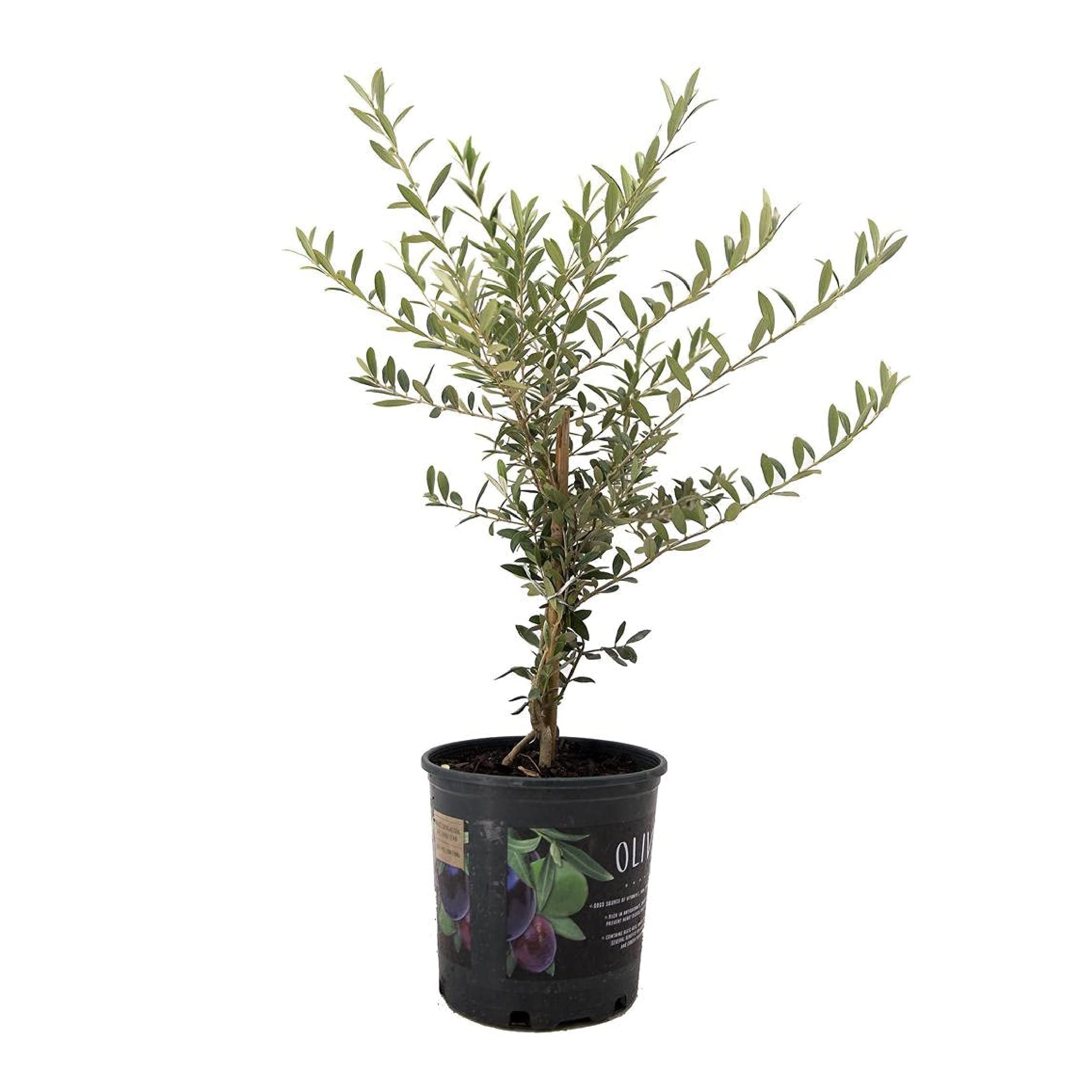 American Plant Exchange Arbequina Olive Tree – Live 6-Inch Pot, Fruit Bearing Tree, Cold Hardy Edible Variety for Containers, Patios, and Mediterranean-Inspired Gardens