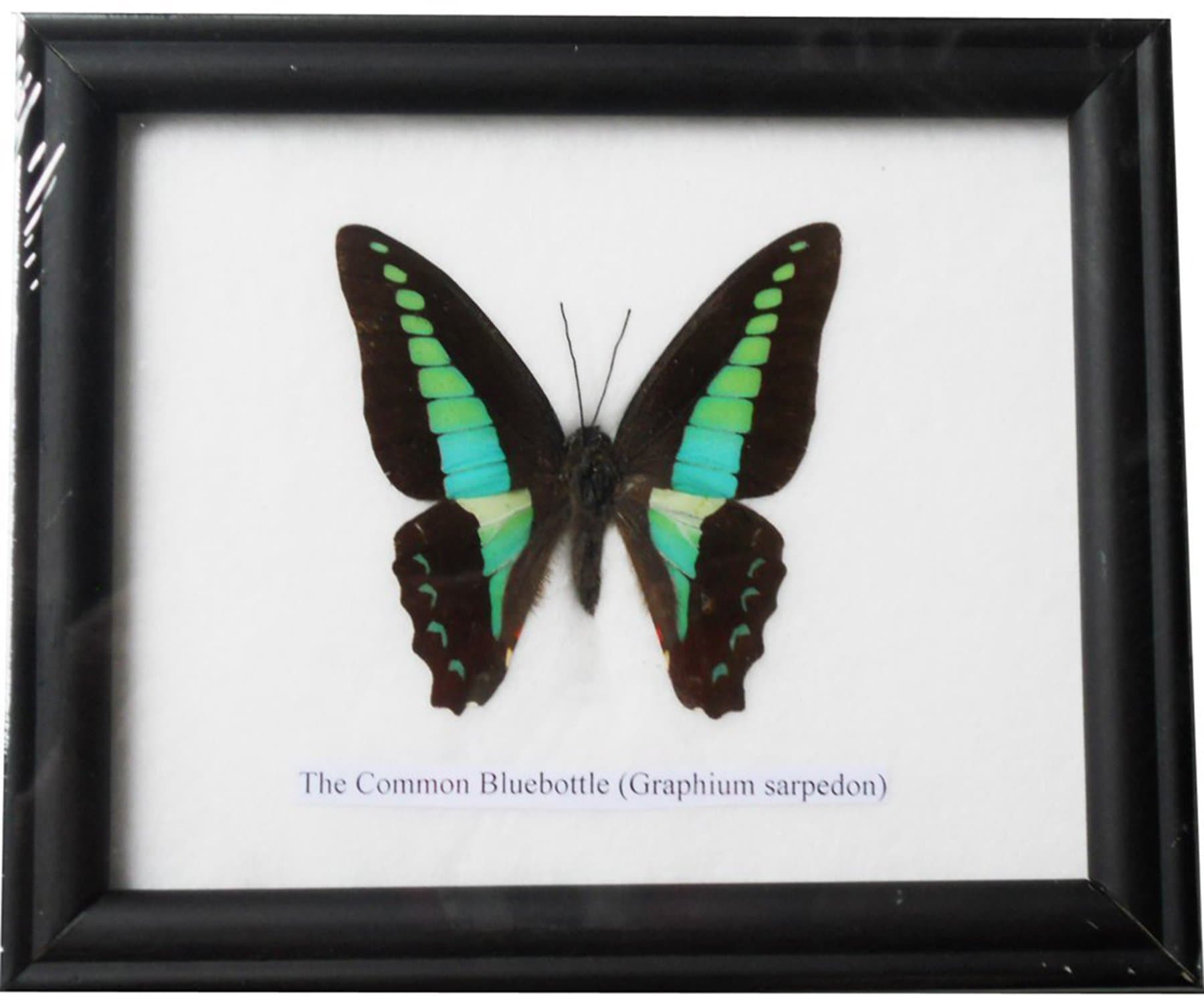 Insectfarm Real Beautiful Common Bluebottle Butterfly Gift Display Insect Taxidermy in Frame (BTFAA)