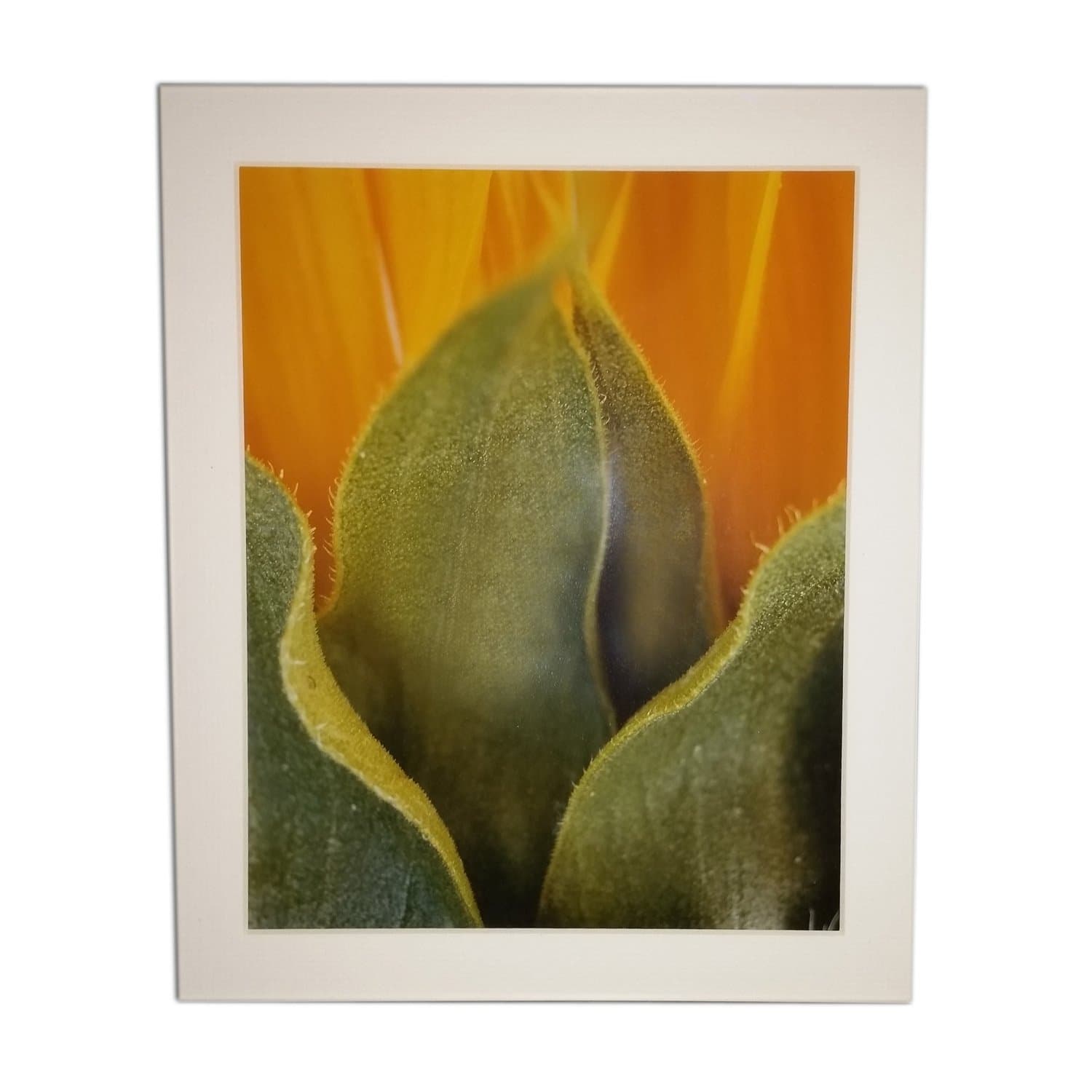Just Nova ScotiaSunflower (Helianthus annuus) Limited Edition Print