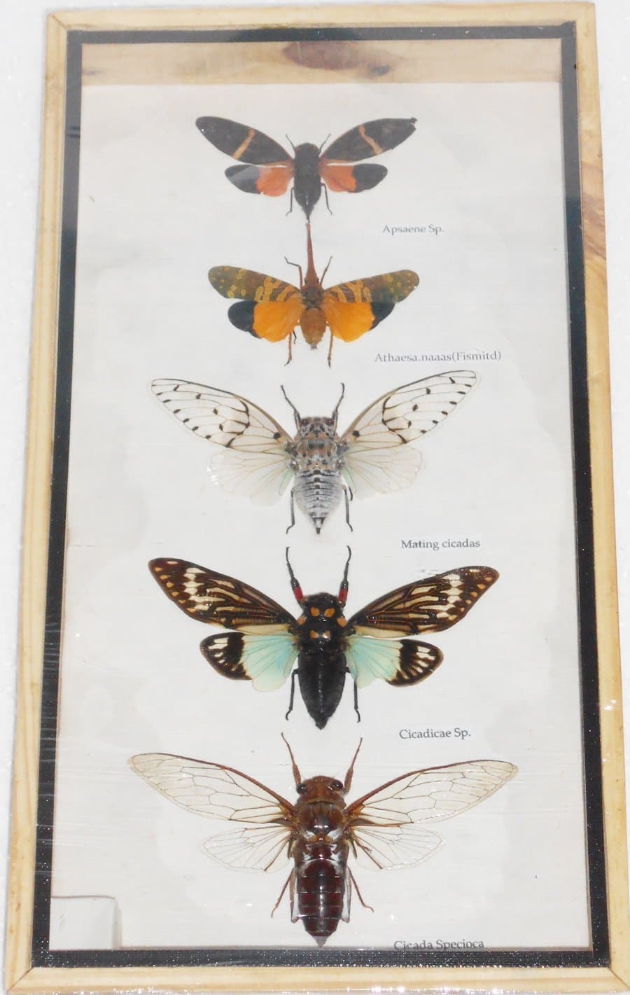5 Real CICADA Insect Taxidermy Collection in wooden box