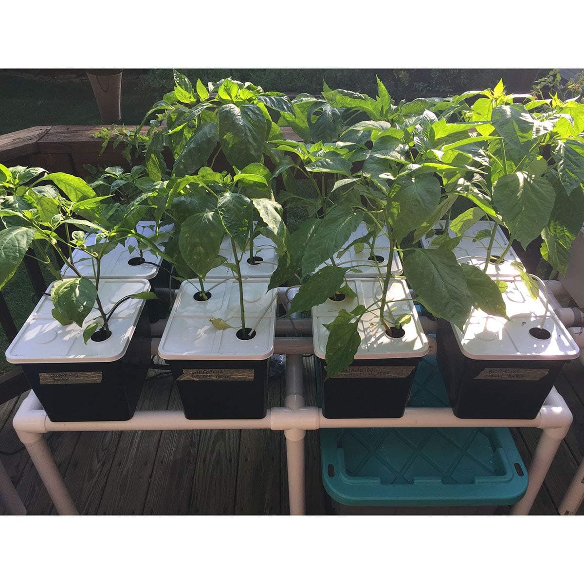 Hydroponic Dutch Bucket System, 8 x 11 Liter Black Buckets with Siphons, Covers, Reservoir, Pump, Support Frame and Irrigation Drippers