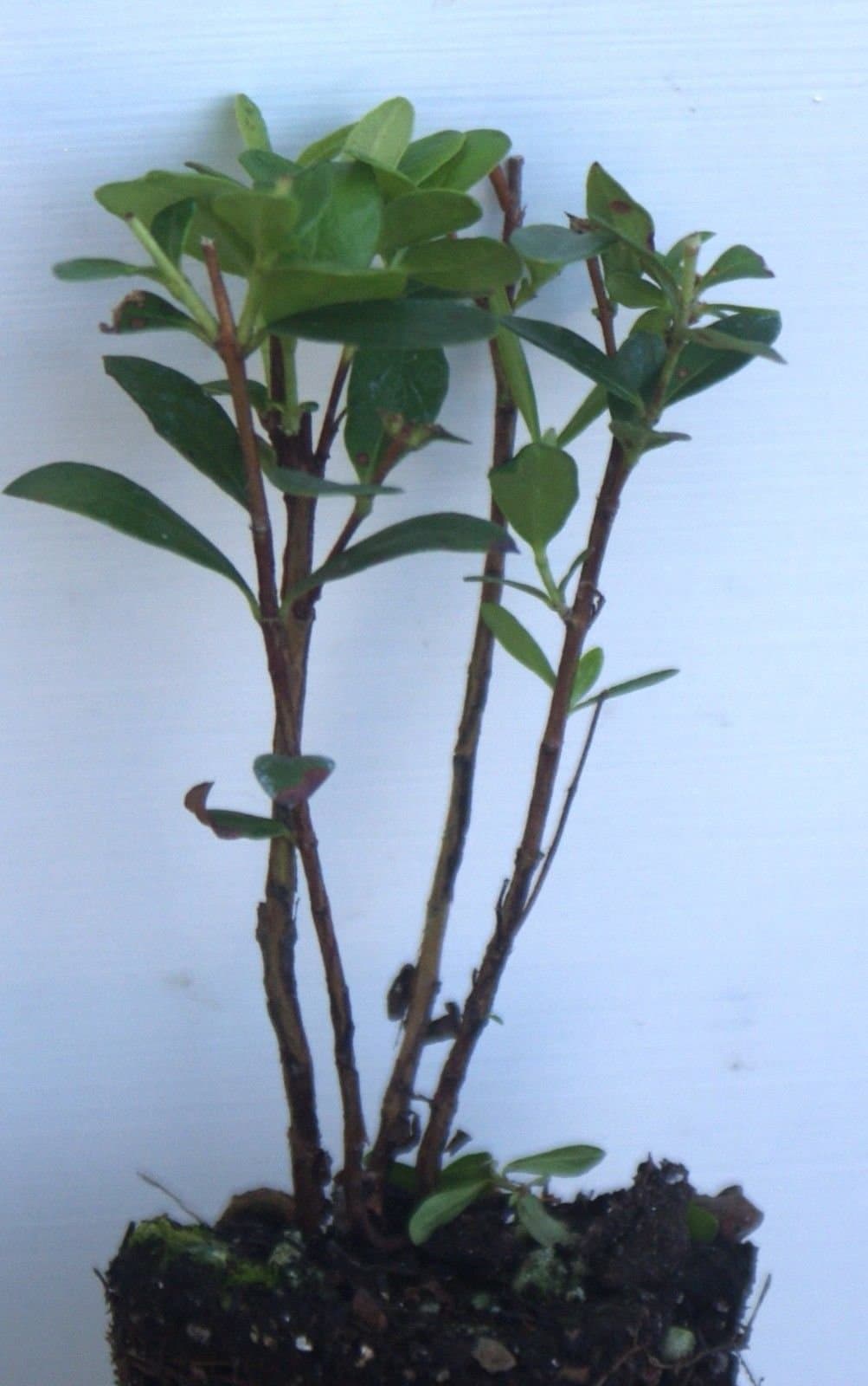 Pineapple Guava ~ Acca Feijoa Sellowiana ~ Live Starter Plant