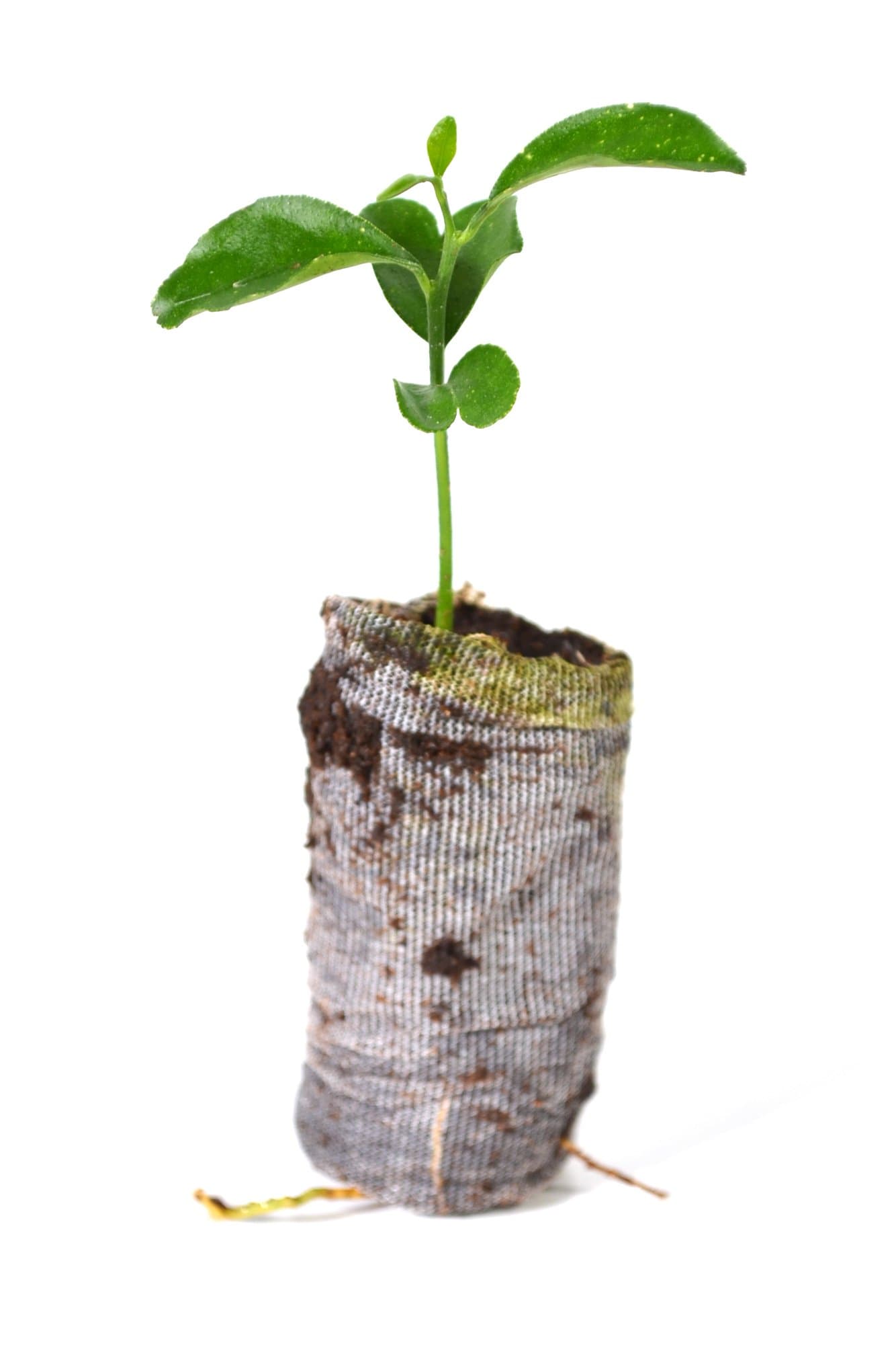 TreesAgain Citrus Starter Pack - Lot of 5 Citrus Tree Starter Plugs (See State Restrictions)