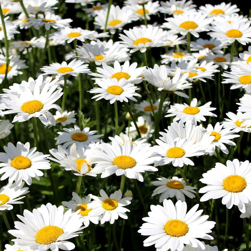 Oxeye Daisy Seeds - Chrysanthemum leucanthemum -