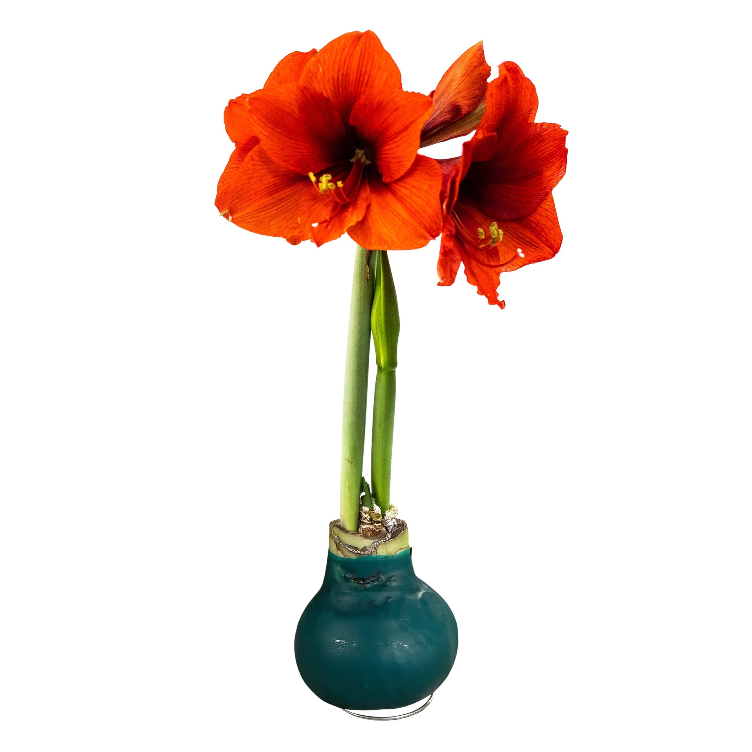Waxed Amaryllis Bulb - Green - Easy Care - No Watering Needed! Beautiful Live Holiday Décor!