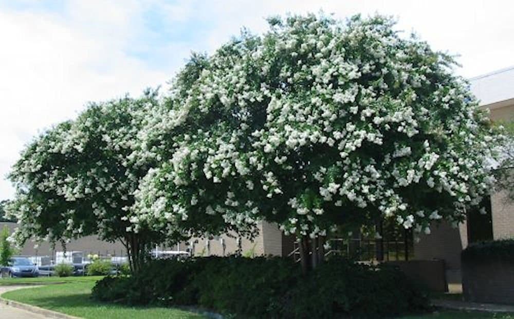Large Natchez Crape Myrtle, 3-4ft Tall When Shipped, Matures 18ft, 1 Tree, Beautiful Crisp Snow White, (Shipped Well Rooted in Pots with Soil)