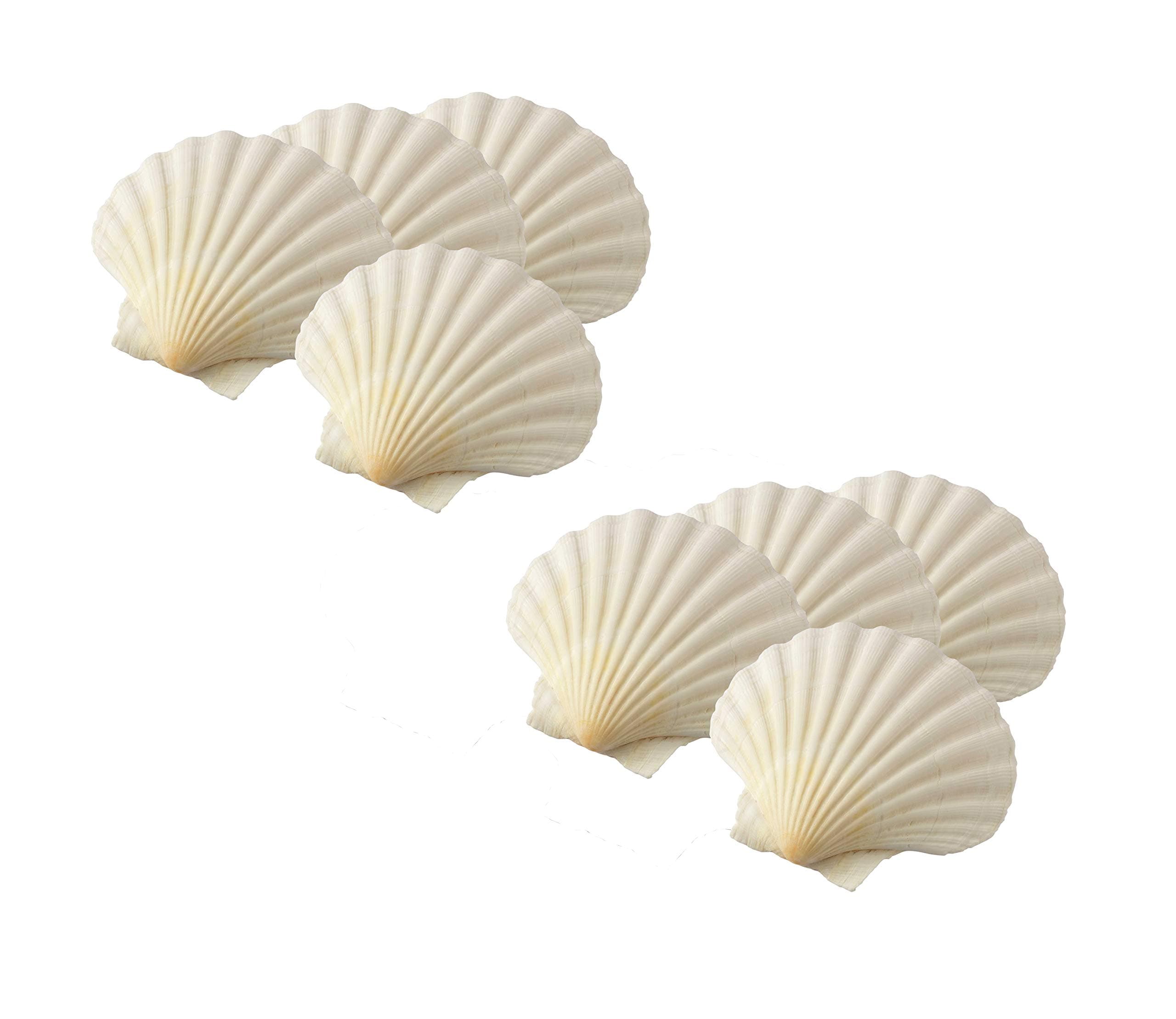 Maine Man Baking Shells, 4 Inch, Set of 8