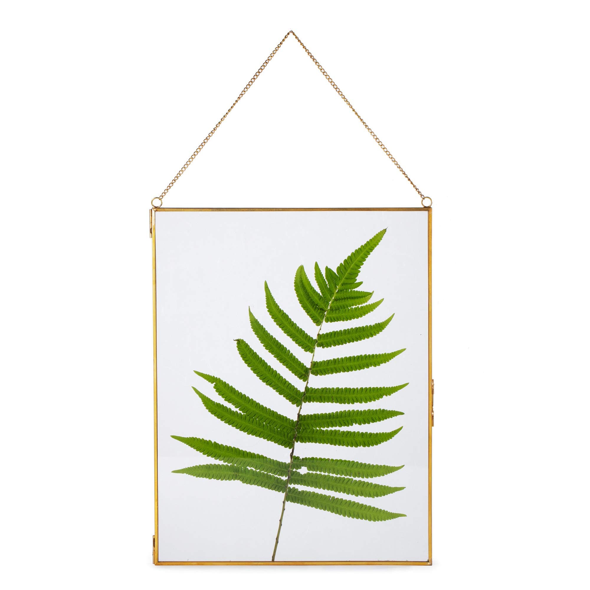 NCYP 8" x 10" Wall Hanging Brass Glass Artwork Certificate Photo Picture Display Frame, Ornament Plant Specimen Clip, Modern Vertical Decor Card Holder, Glass Frame Only