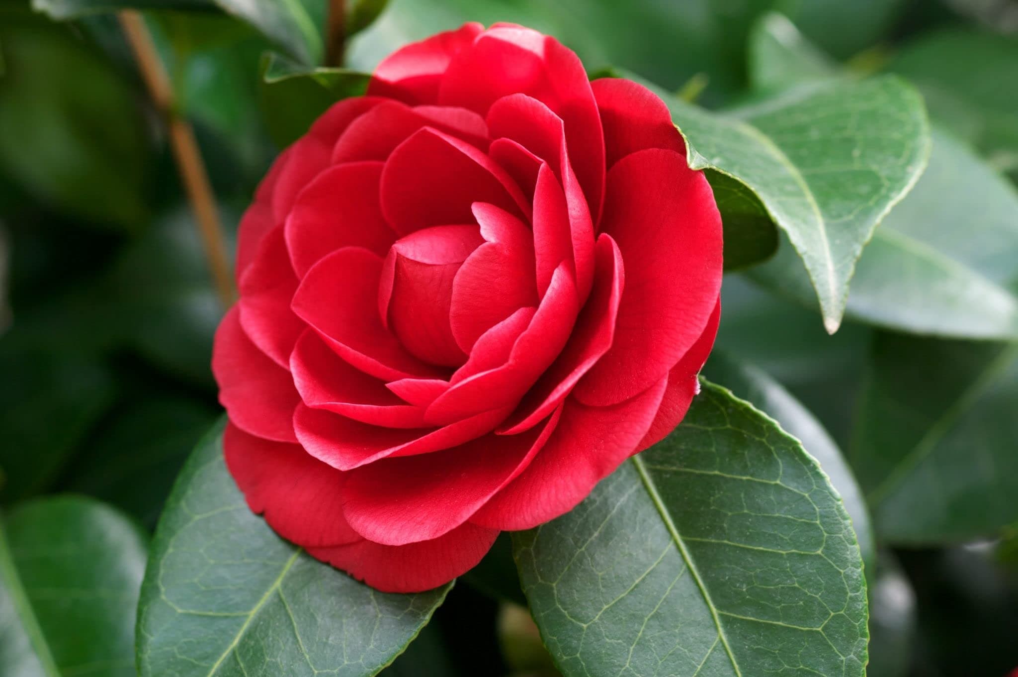 KOO Retails Red Camellia Flower Plant in Pot, (Red Rose)