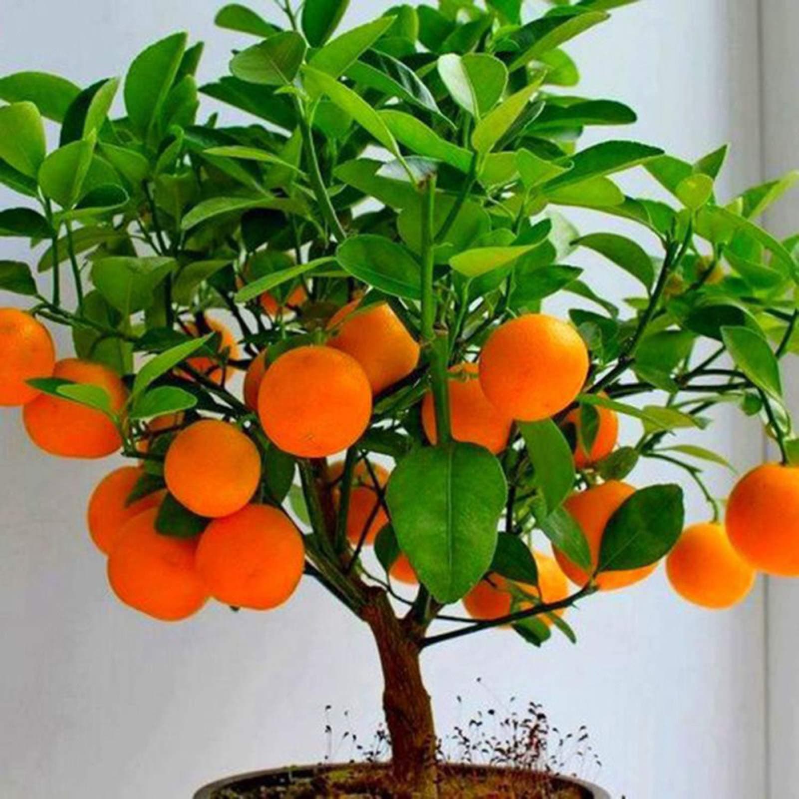 Fresh Fruit Seed with 50Pcs Delicious Orange Griggles Cherry Kiwi Fruit Seeds Bonsai Tree Ornamental for Planting Garden Yard Home Landscaping