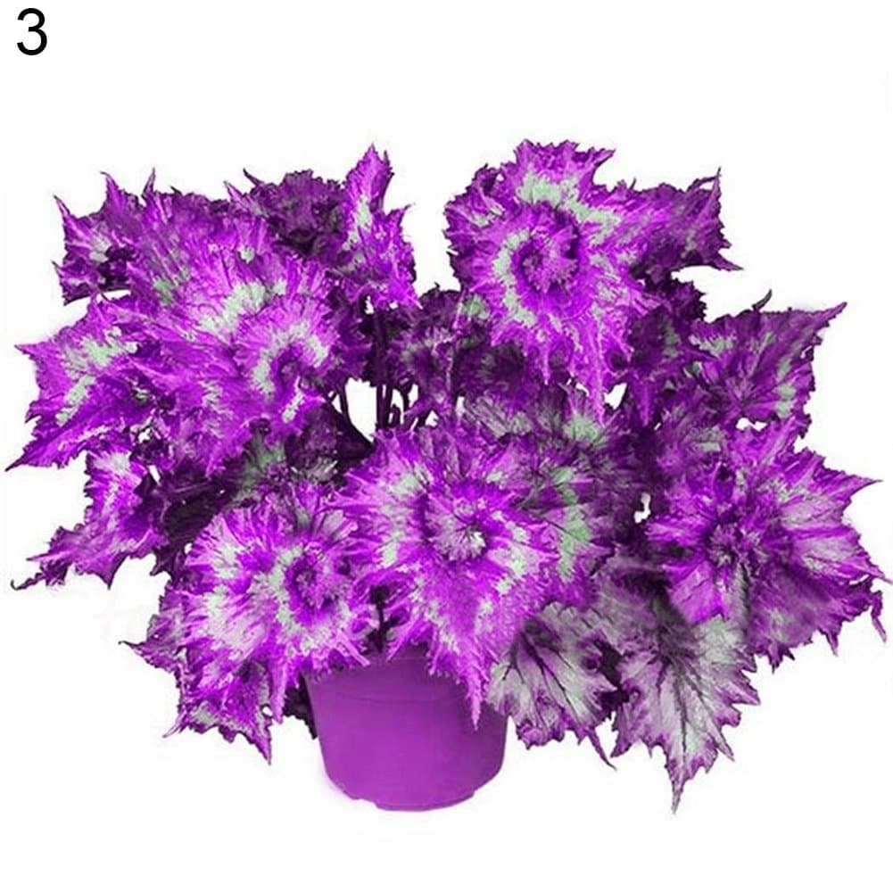 Move on Flower Seeds 50Pcs Coleus Blumei Seeds Yard Bonsai Garden Planting Decoration DIY Gift - 3#
