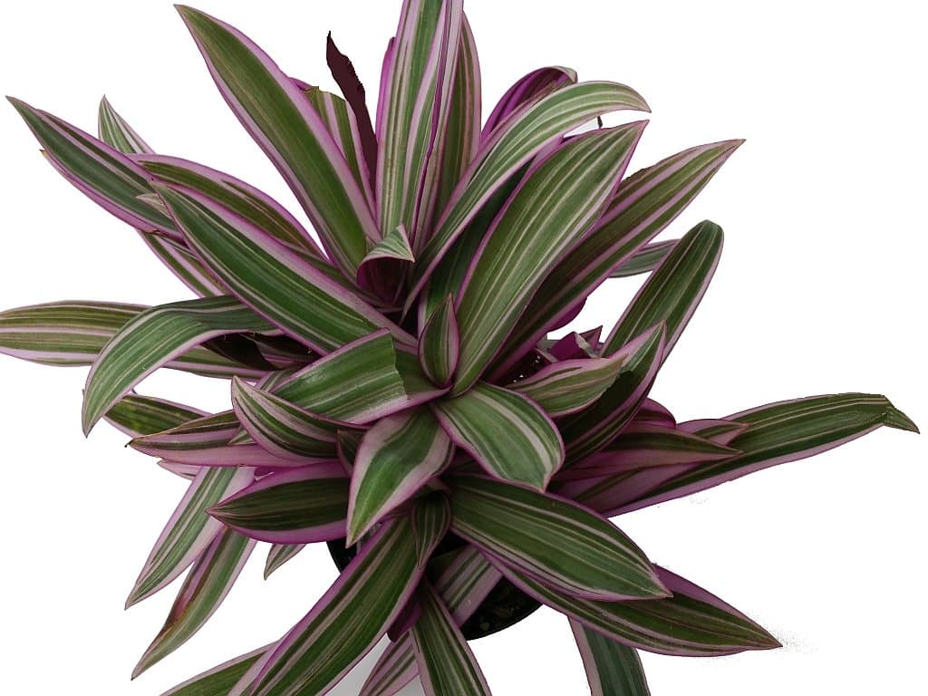 TRICOLOR Dwarf Oyster Live Tropical Plant Pink White Green Foliage Shade Garden Starter Size (1) 4 Inch Pot Emerald Goddess Gardens tm