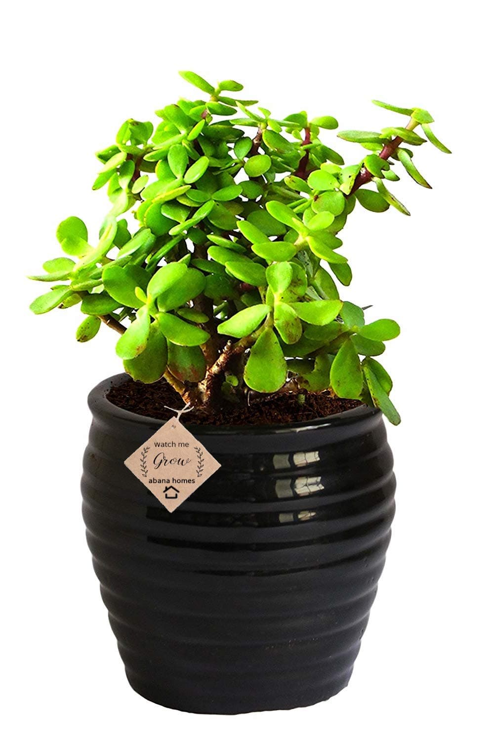 Abana Homes Indoor Plants For Living Room - Good Luck Jade in Ceramic Pot - Black