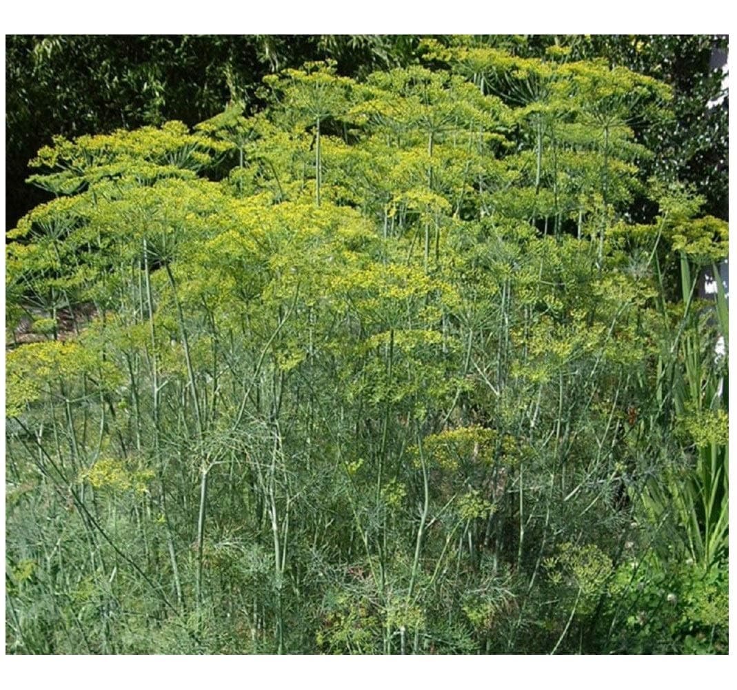 PREMIER SEEDS DIRECT - HERB - Dill - Mammoth - 1500 Seeds (Organic/BIO) - ANETHUM GRAVEOLENS
