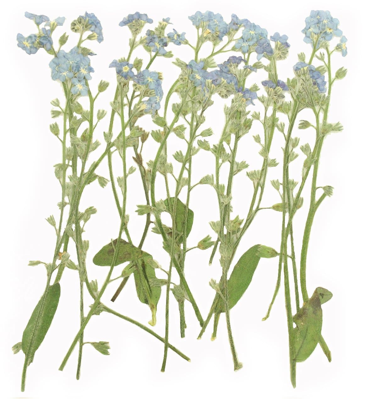 Pressed Flowers, Forget me not on Stalk 20 Pieces, Myosotis for Art, Craft, Card Making, Scrapbooking