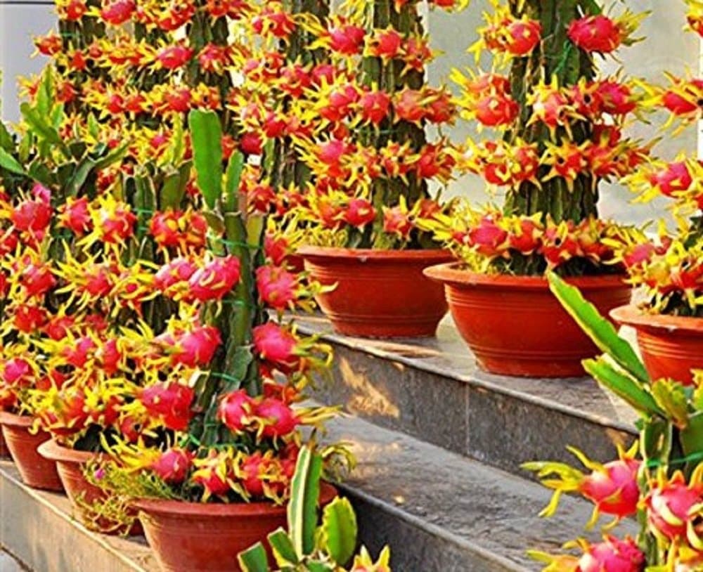 Seeds Market Rare Dragon Fruit Pitaya Red (White, Yellow) Organic Seeds 100 Seeds, professional packaging, tasty and juicy sweet fruits