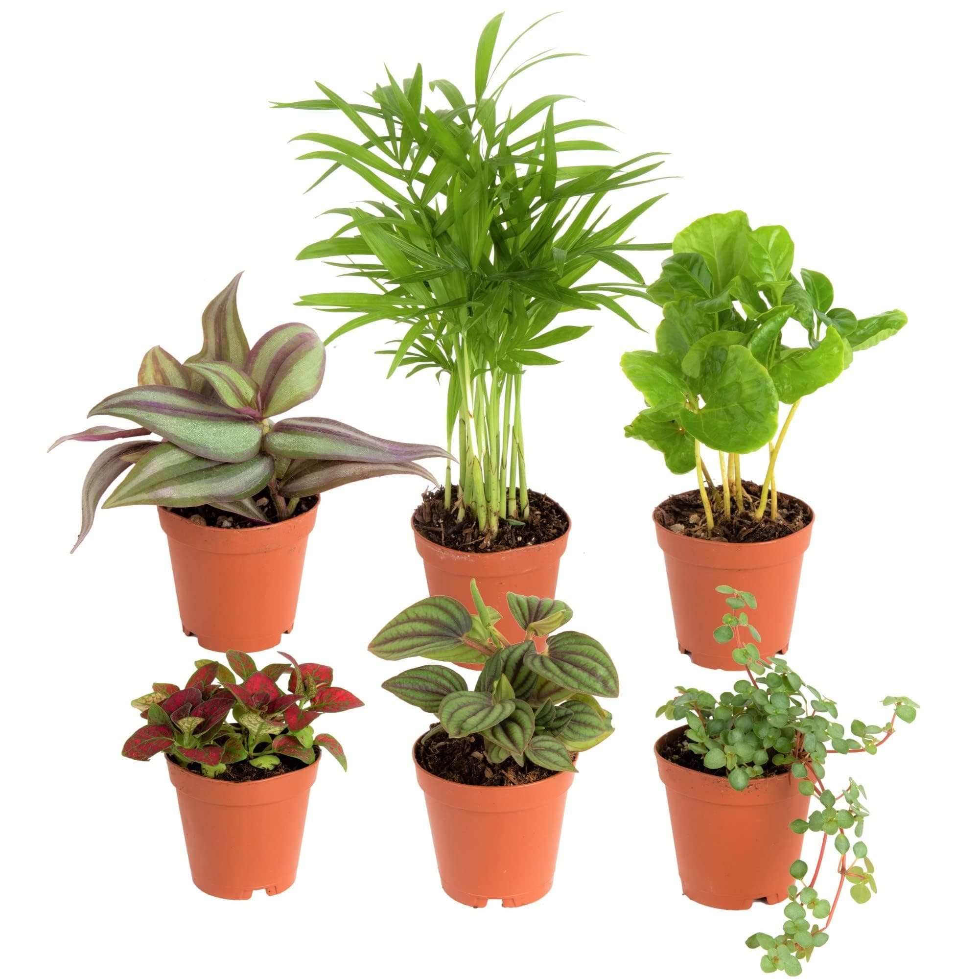 Costa Farms Live Mini Indoor Plants in Plastic Pots, Easy to Maintain, Air Purifying Houseplants, Home, Room, or Office Decor, House Warming or Birthday Gift, 4-6 Inches Tall, Pack of 6