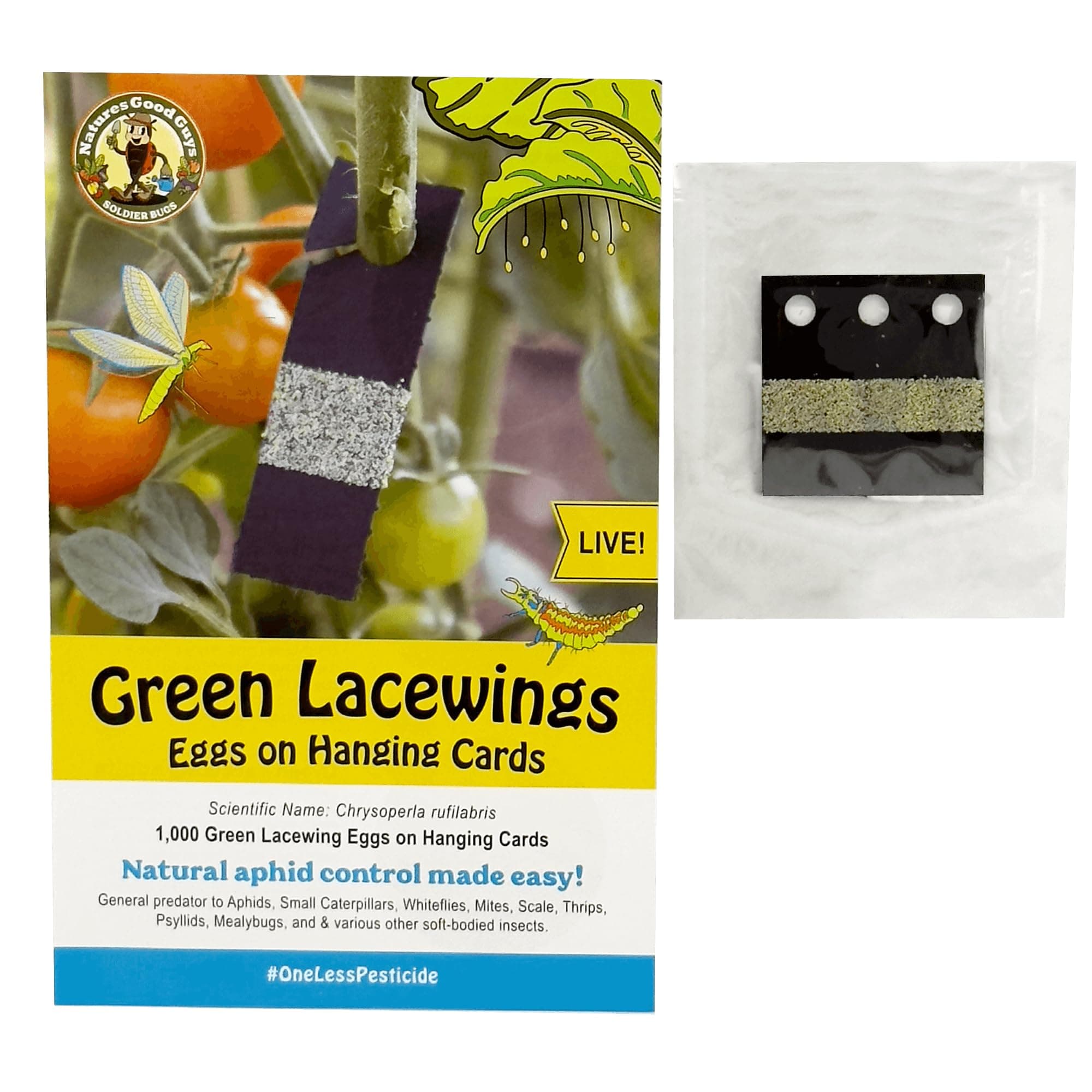 Green Lacewing Eggs on Hanging Card - 1000 Count