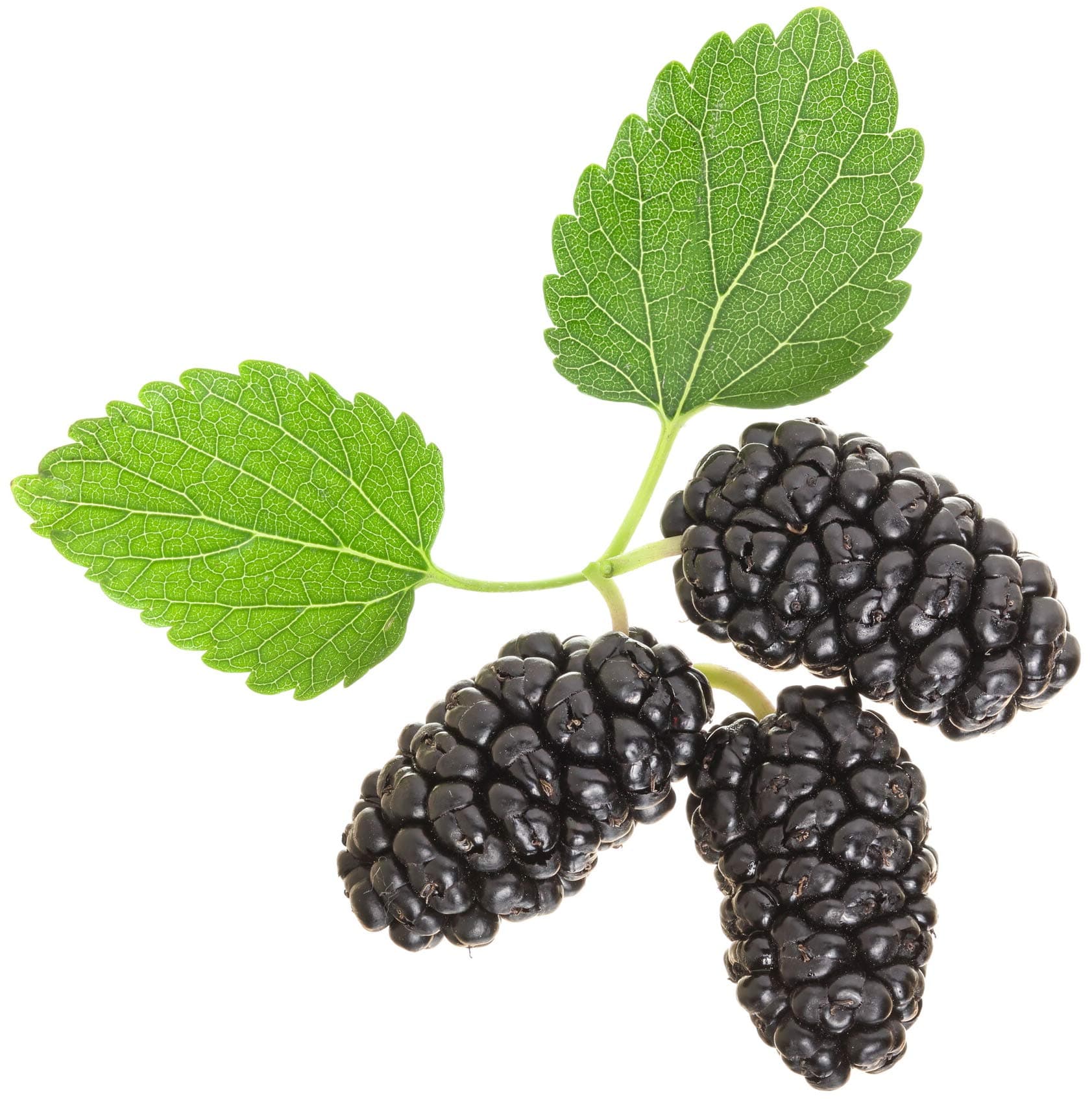 Black Mulberry 50 Seeds (Morus nigra) Non GMO - Open Pollinated - Heirloom