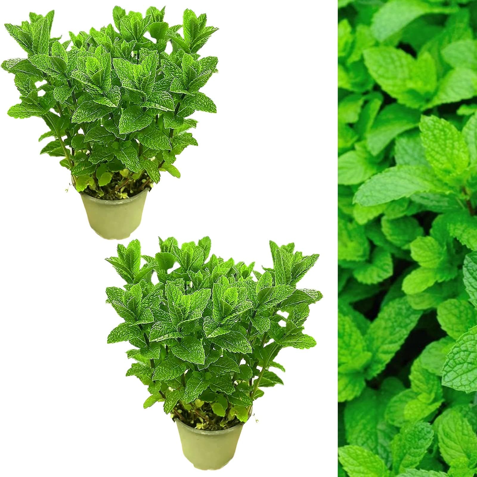 2 x Large Mint Herb Plant in a 14cm Pot - Upright and Bushy Plant