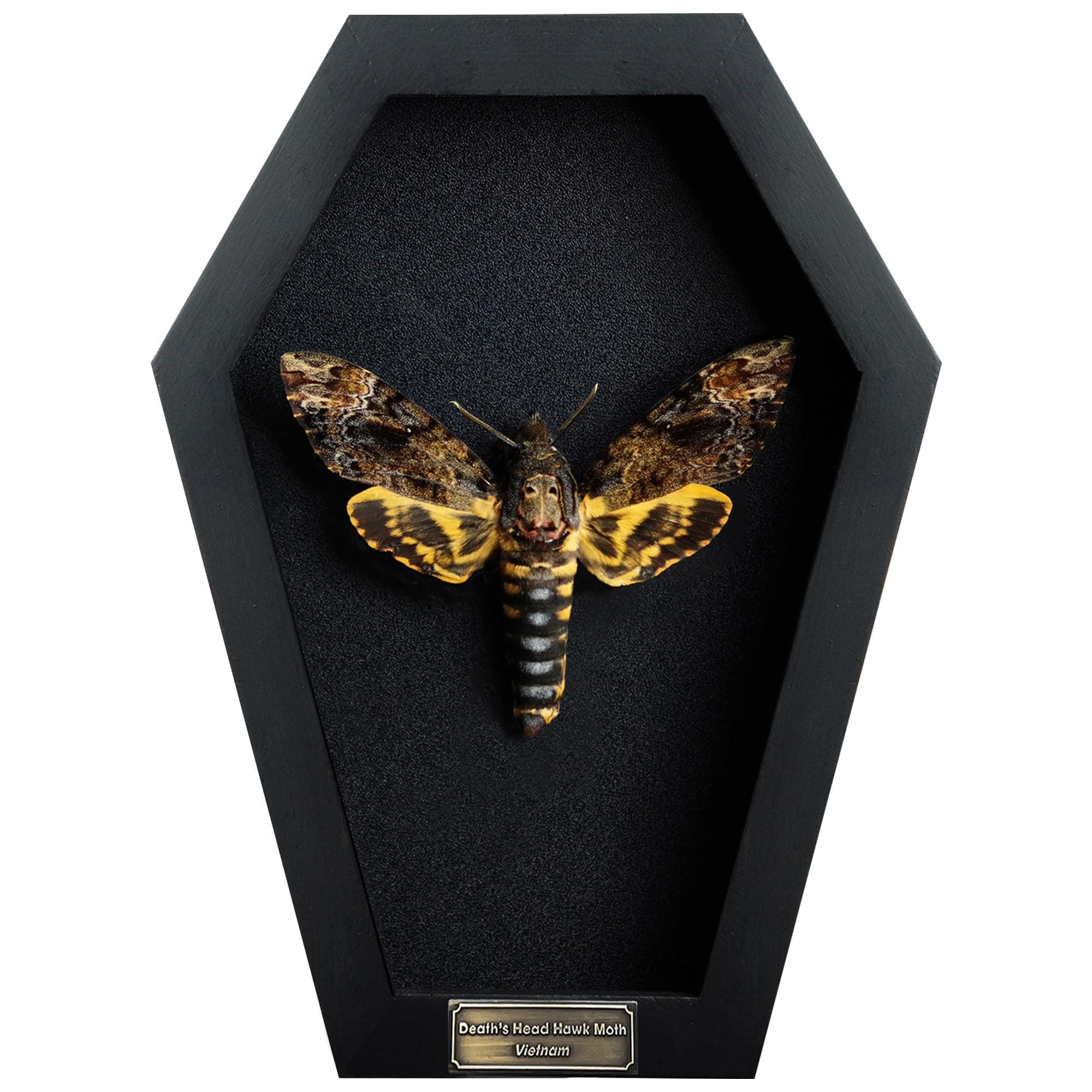 Real Death Head Moth Coffin Frame Taxidermy Skull Moth Bug Curiosities and Oddities Spread Preserved Spooky Gothic Decor for Home Black Shadow Box Artwork Collection Decoration CF18-01-DE-A9