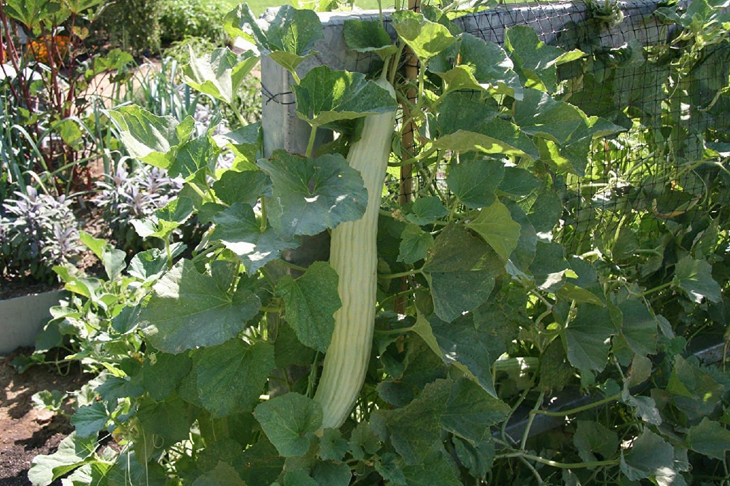 melon, SERPENT MELON, ARMENIAN CUCUMBER, 20 SEEDS