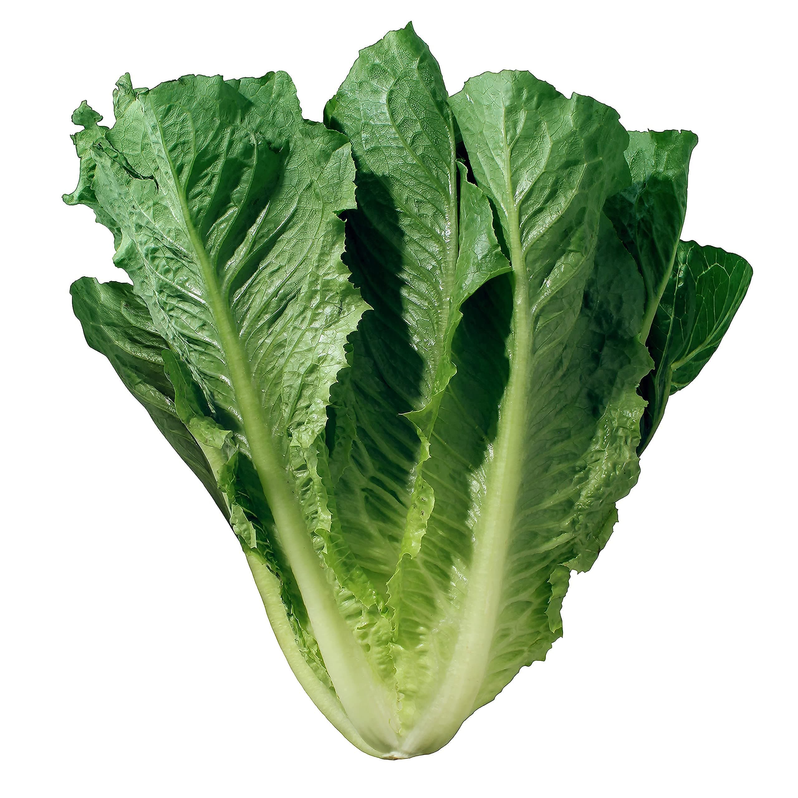 Romaine Lettuce Seeds - Parris Island - 1200 Heirloom, Non GMO Seeds - Lactuca Sativa