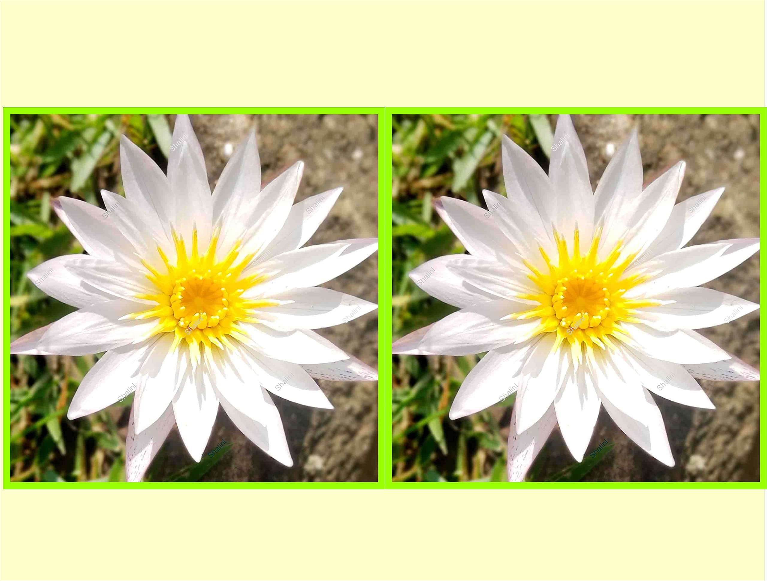 Shalini Water Lily Live Plant Bulb -Pack Of Two ( Rhizome With Small Leaves And Roots)