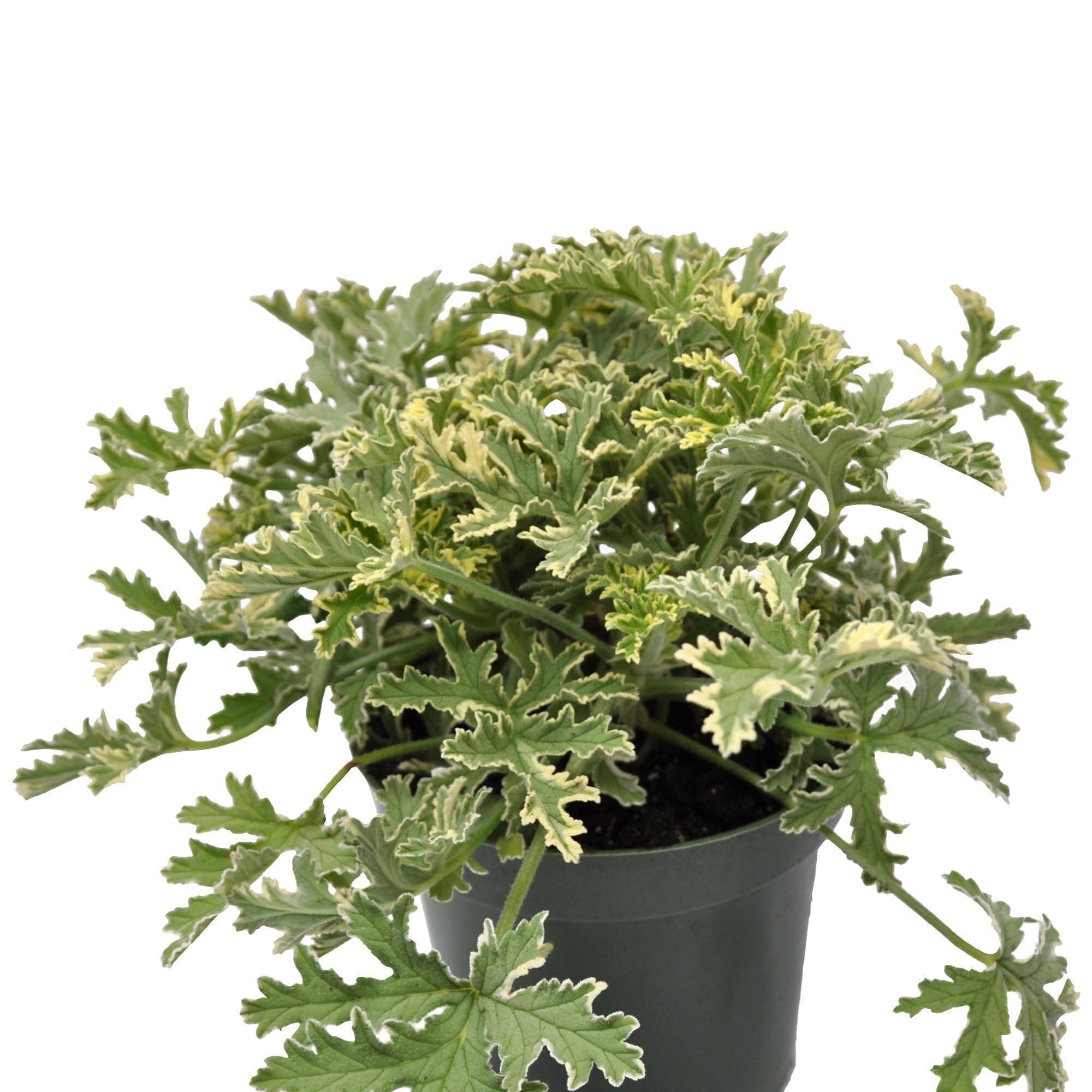 Pelargonium Graveolens Grey Lady Plymouth, Old-Fashioned Rose Geranium, Sweet Scented Geranium, Fragrant Flowering Plant, Classic Houseplant, ContainerSize: 4.5"