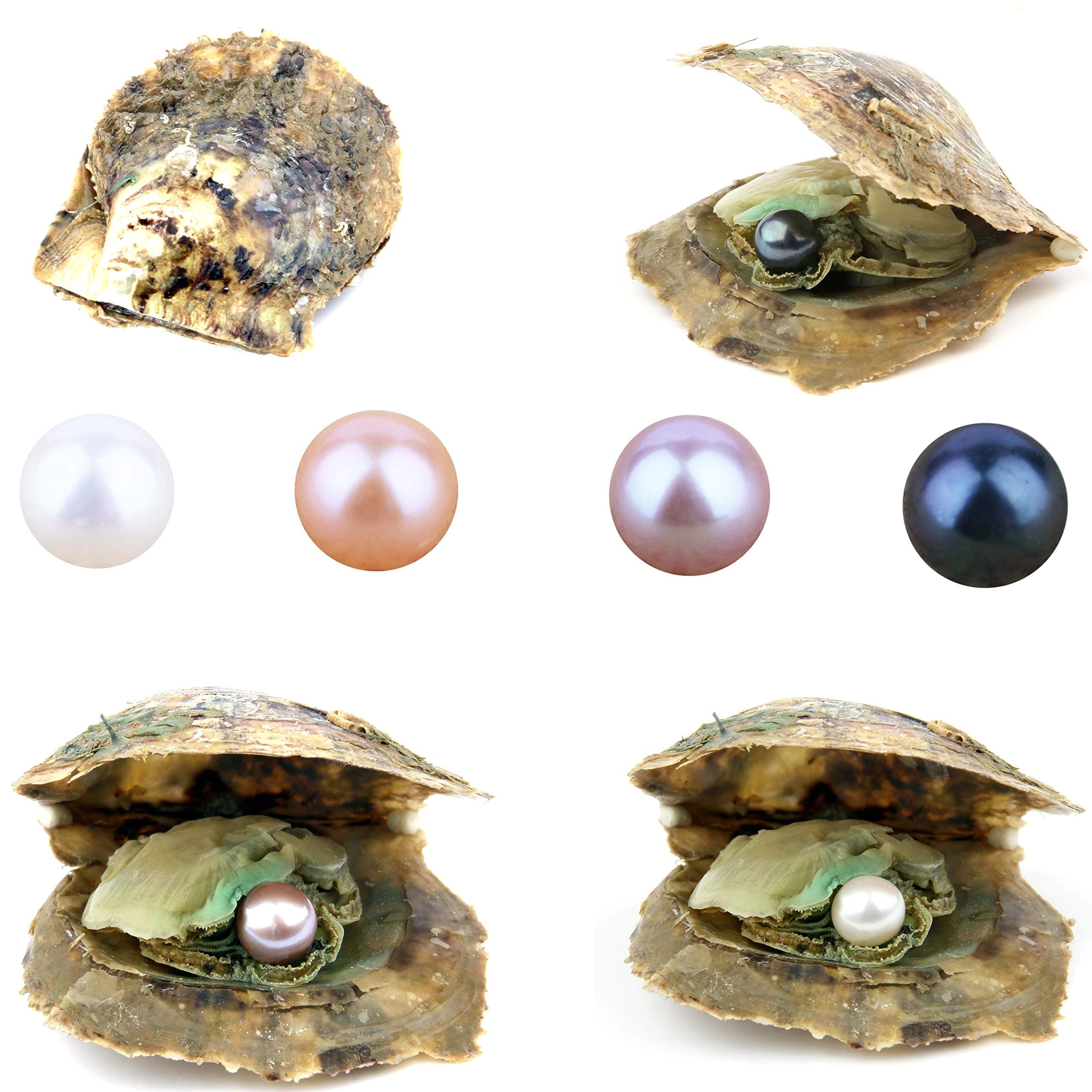 4PCS Saltwater Akoya Cultured Pearl Oyster with Round Pearl (6.5-7.5mm) Inside Jewelry Making or Birthday Gifts 4 Colors