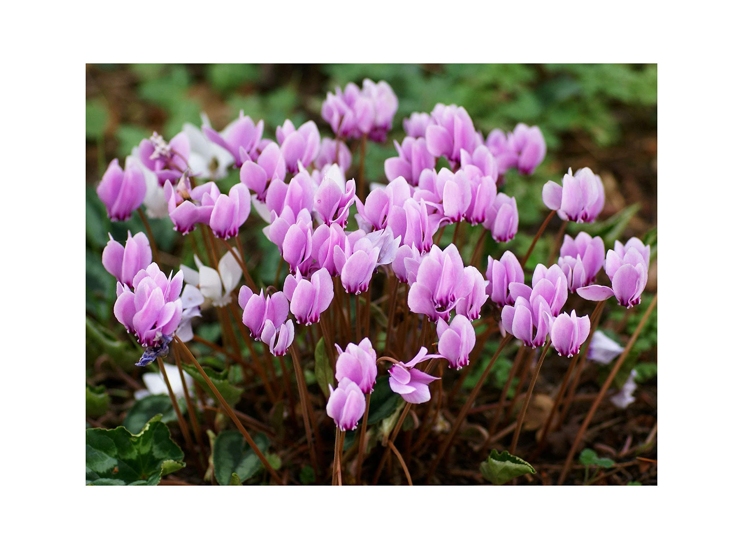 GARTHWAITE NURSERIES® : - UK Stockist : - 6 Cyclamen HEDERIFOLIUM (Neapolitanum) Bulbs Hardy Pink Summer Perennial