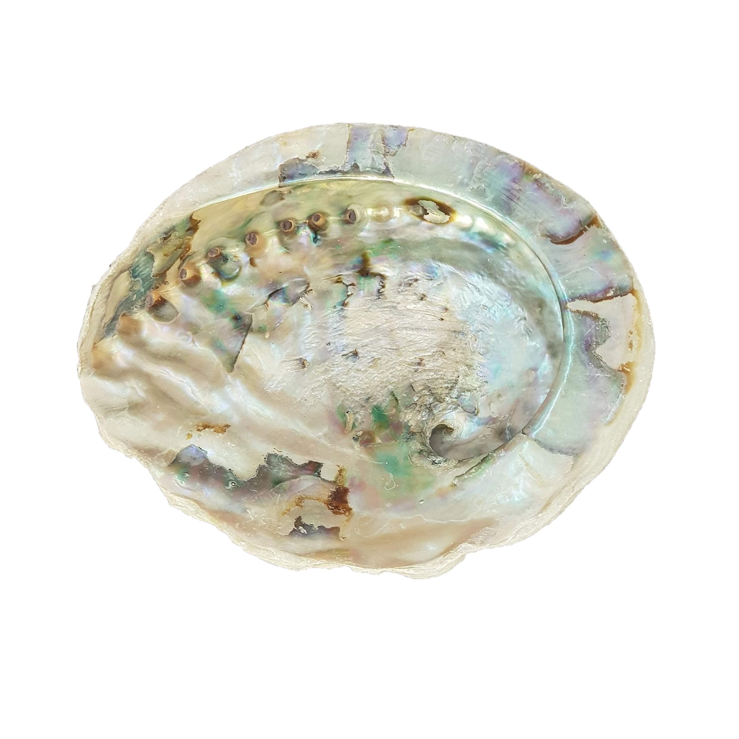 Gifts and GuidanceGifts and Guidance Abalone Shell for Sage Smudging or Display 5" - 5.5"