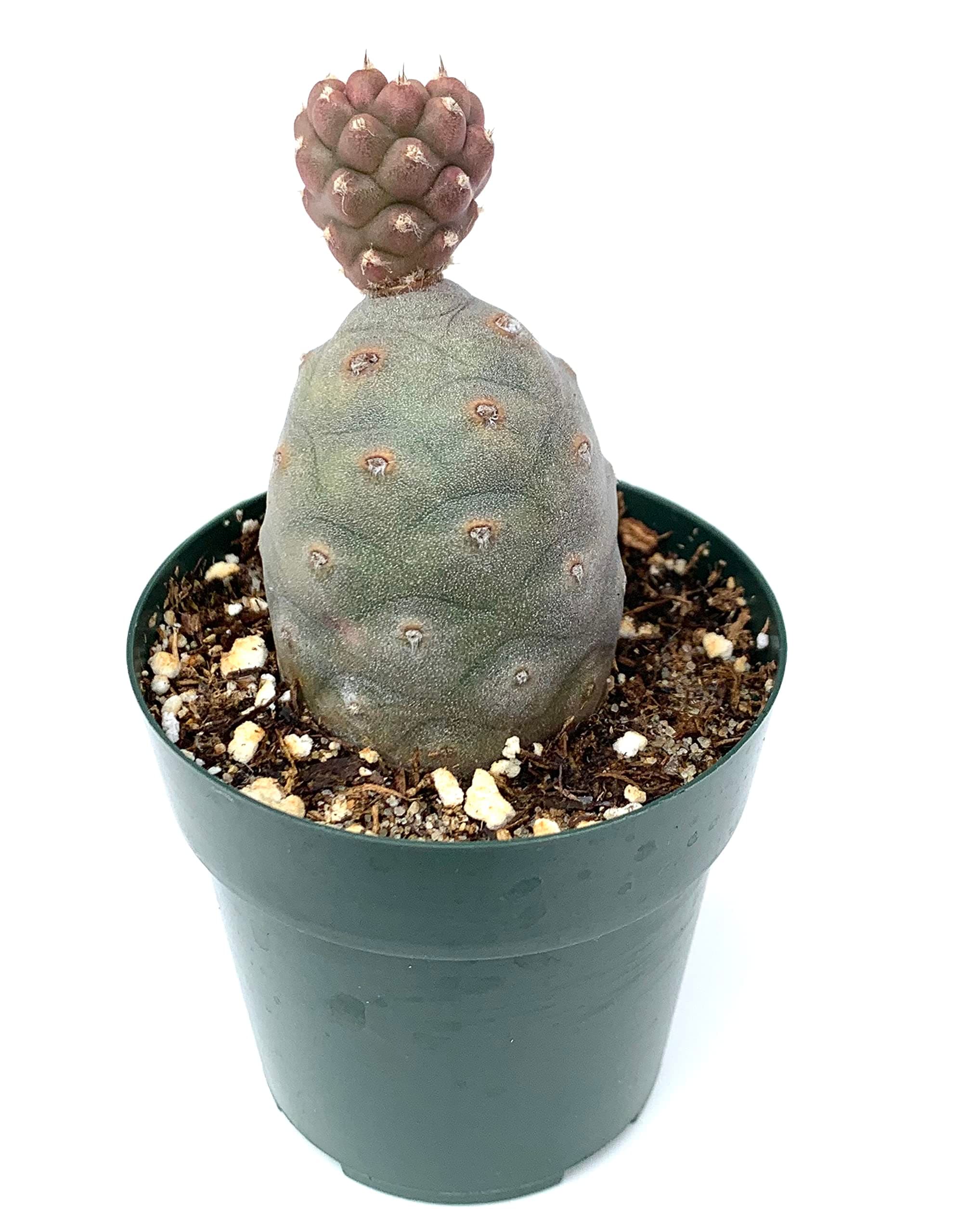 Pine Cone Cactus Tephrocactus Articulatus VAR Inermis Live Potted Cactus