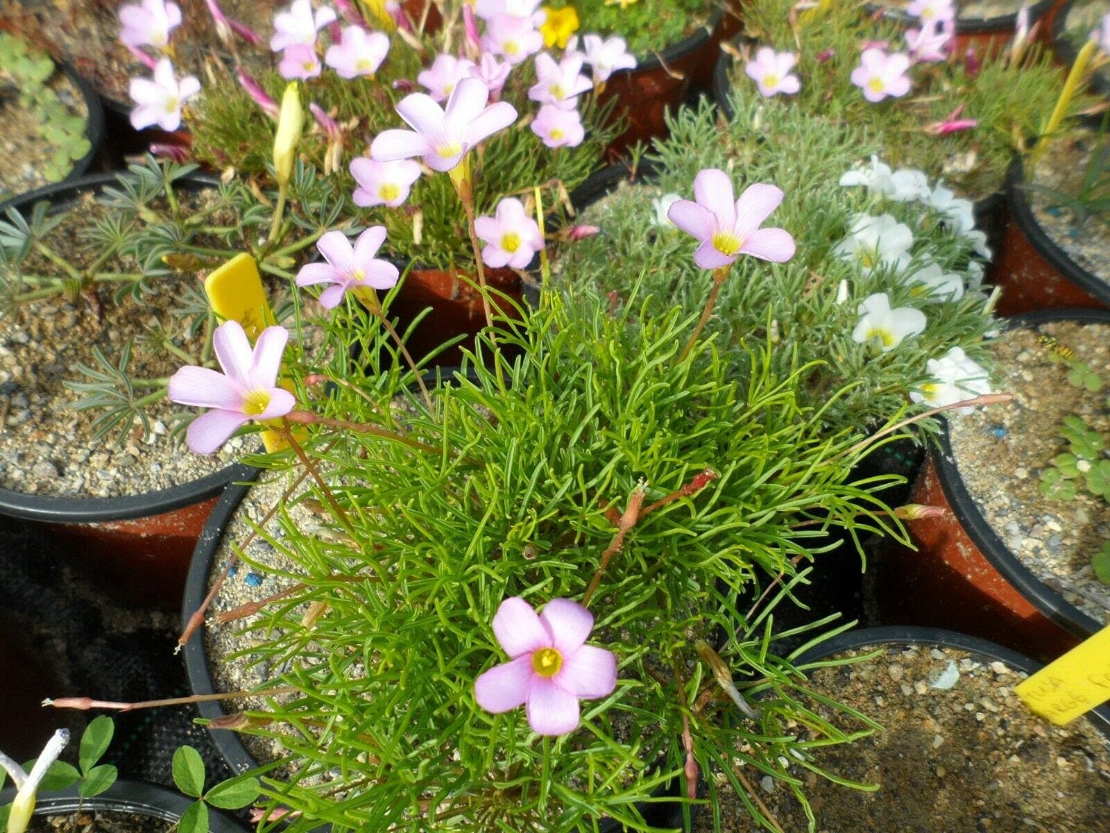 Oxalis polyphylla VAR. pentaphylla, 3 Flowering Sized Bulbs