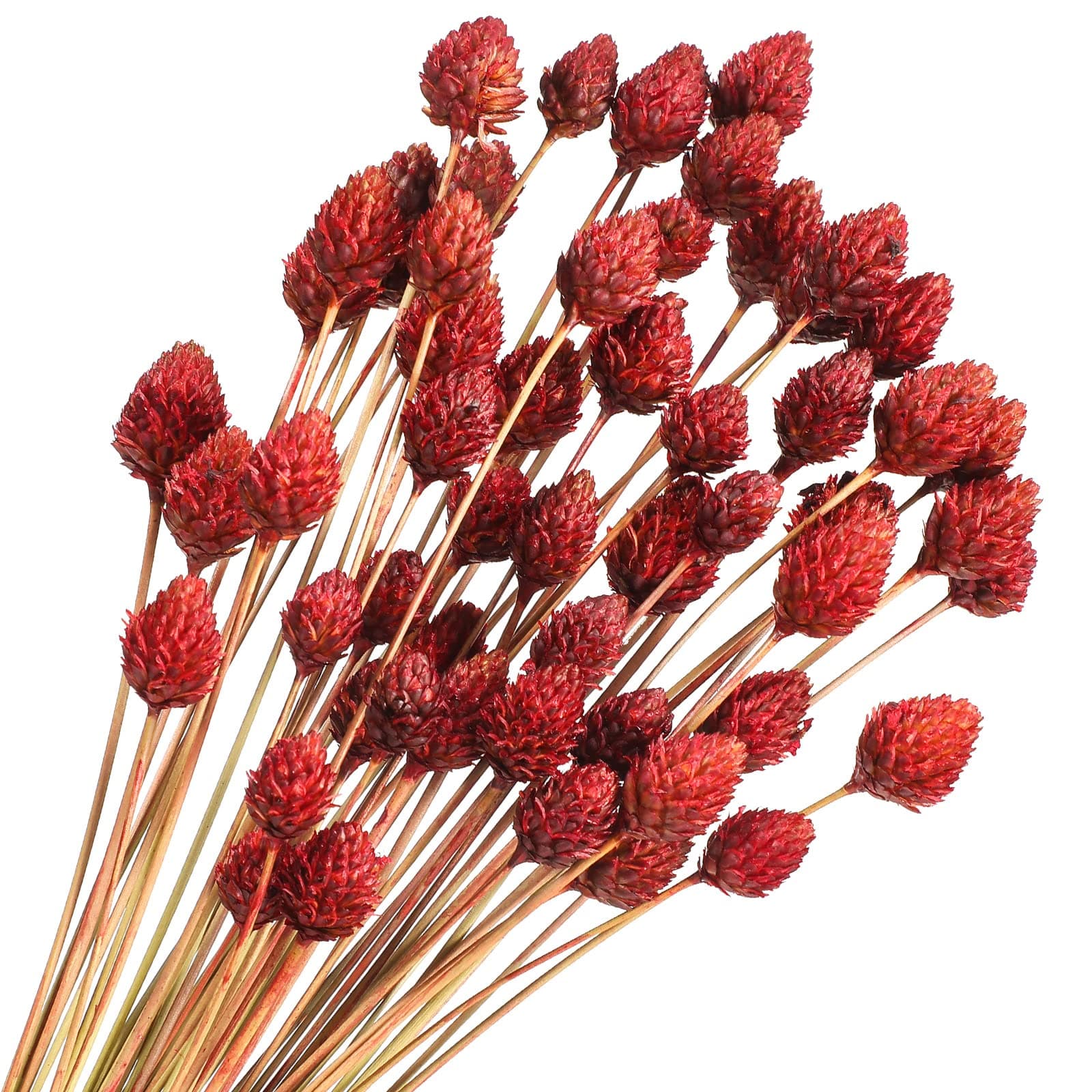 Rtteri 60 Pcs Red Dried Flowers with Stems for Vase Bouquet Bulk 16" Mini Ball Flowers Natural Fall Dried Pine Ball Eternal Life with Wedding Decor Bridal Shower Arrangement Party Table Decor