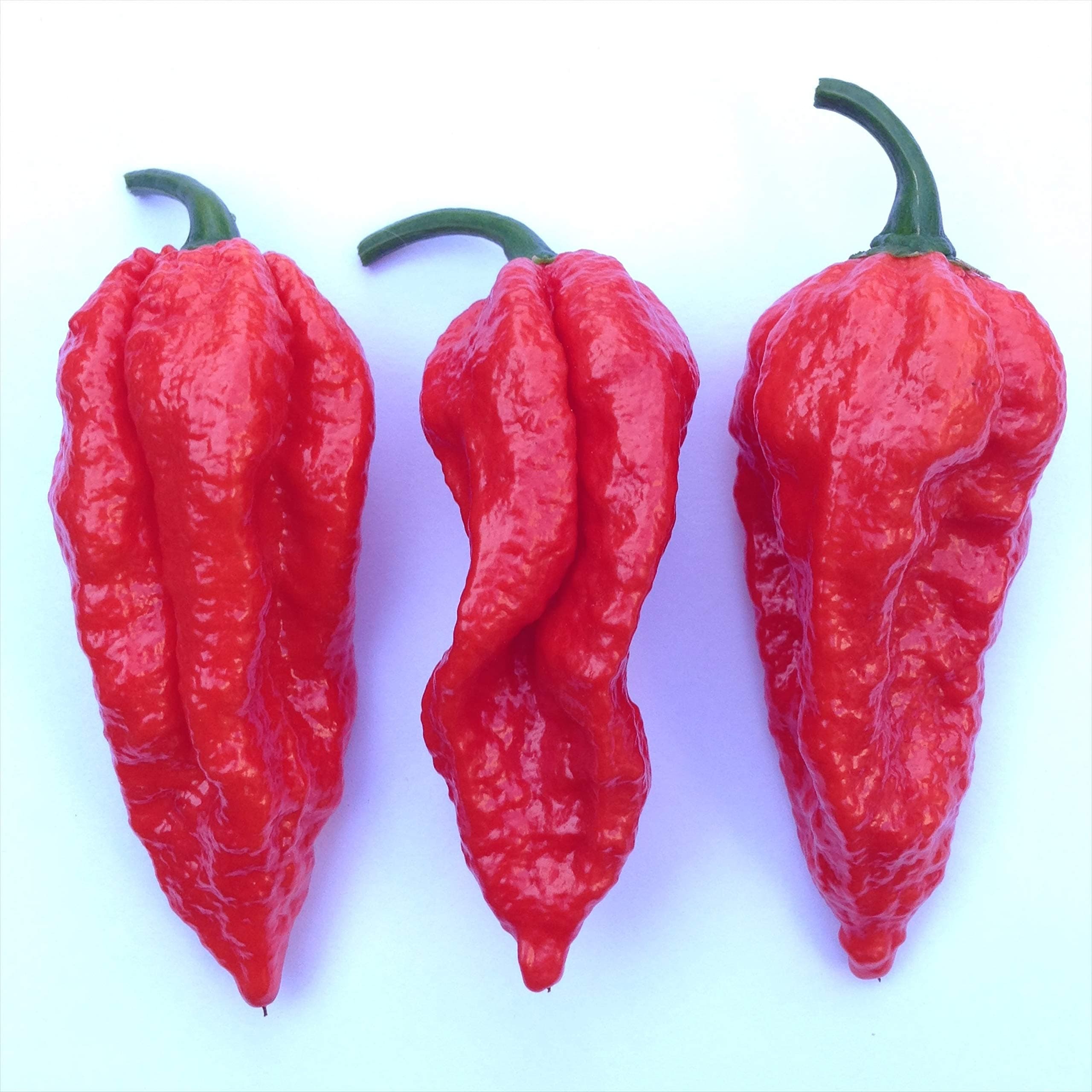 Bhut Jolokia Seeds (Red)