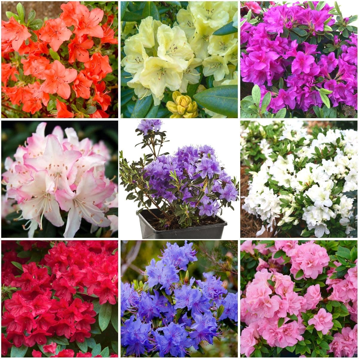[x8] Dwarf Rhododendron and Japanese Azalea Collection | Variety-Pack | Evergreen Shrubs | Outdoor Garden Ready Plants | Spring Flowering