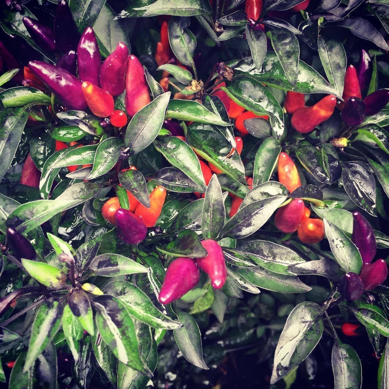 Explosive Ember Hot Pepper -> 10 Seeds by Samenchilishop